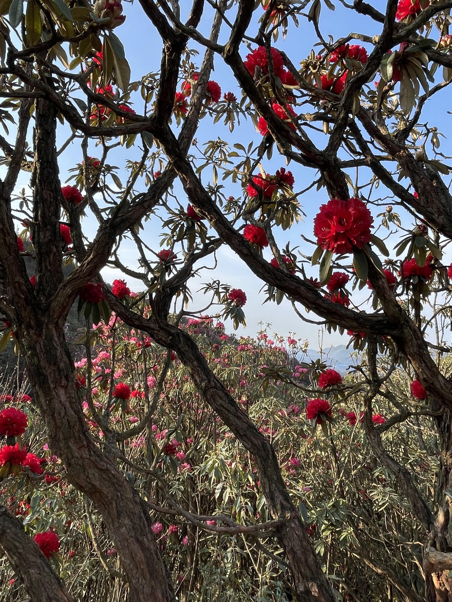 毕节百里杜鹃之普底景区