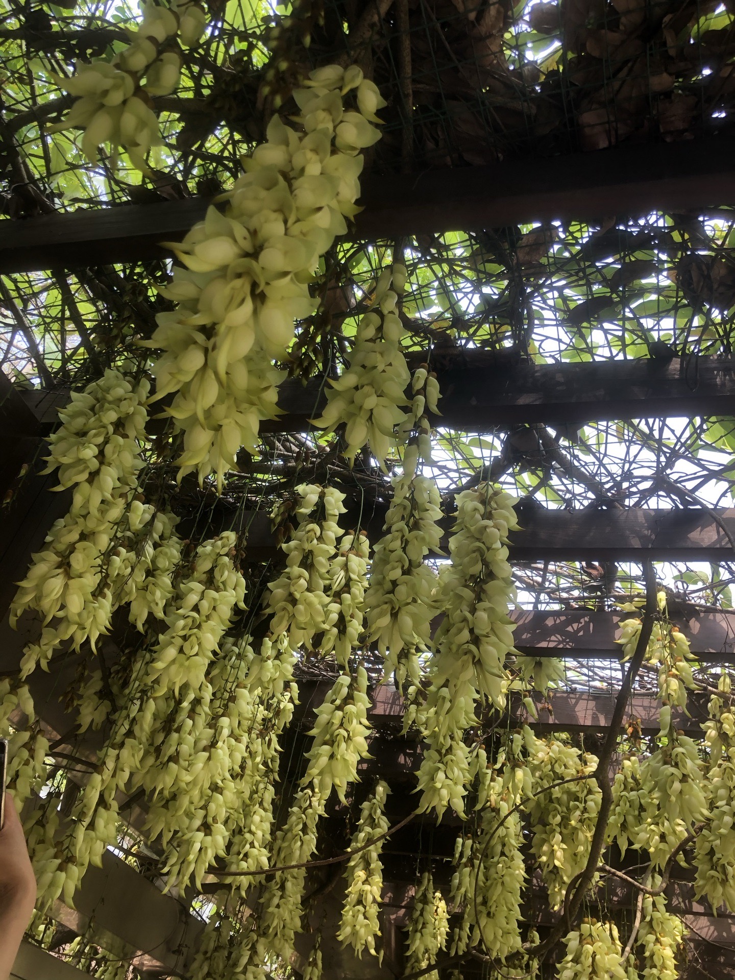 花都梯面油菜花节18公里徒步,广州自助游攻略