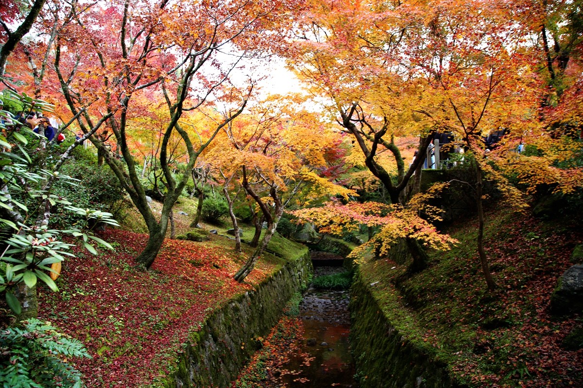 京都自助遊攻略