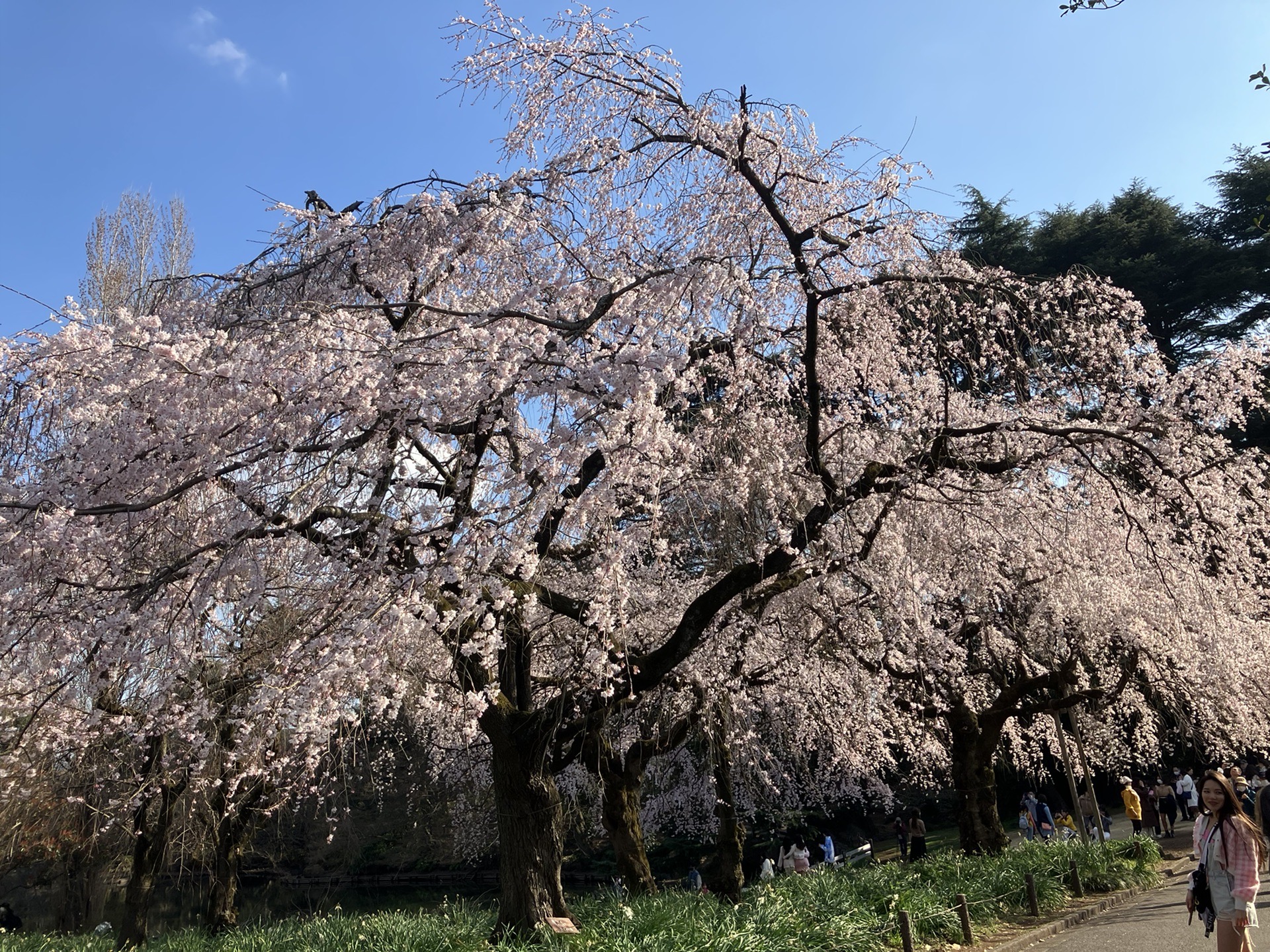 東京自助遊攻略