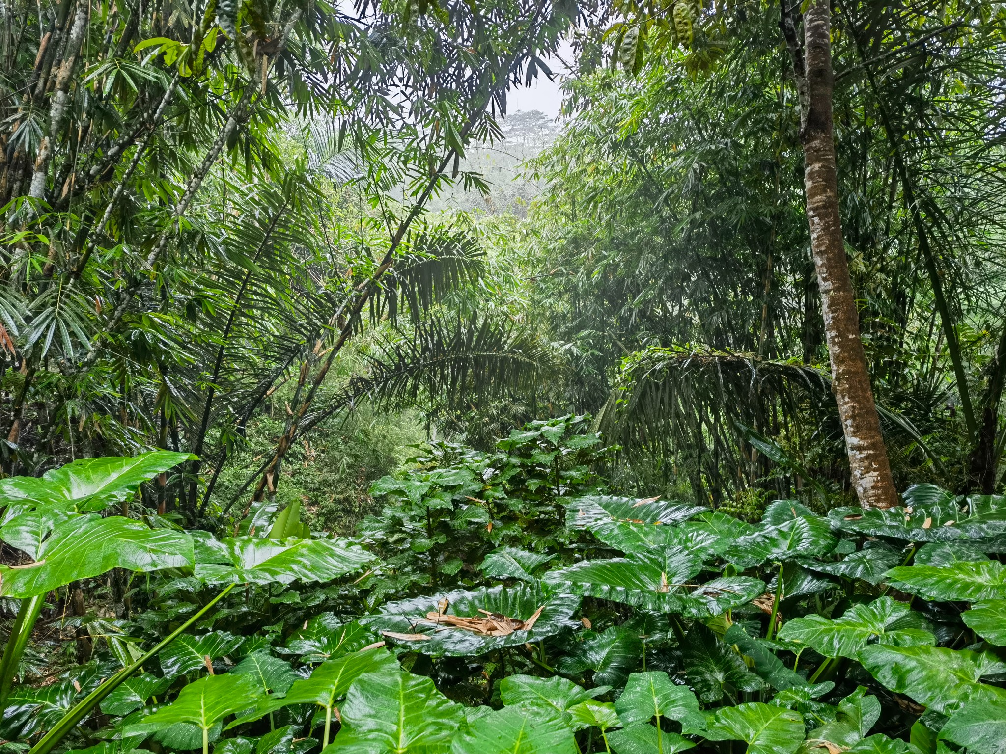 巴釐島自助遊攻略