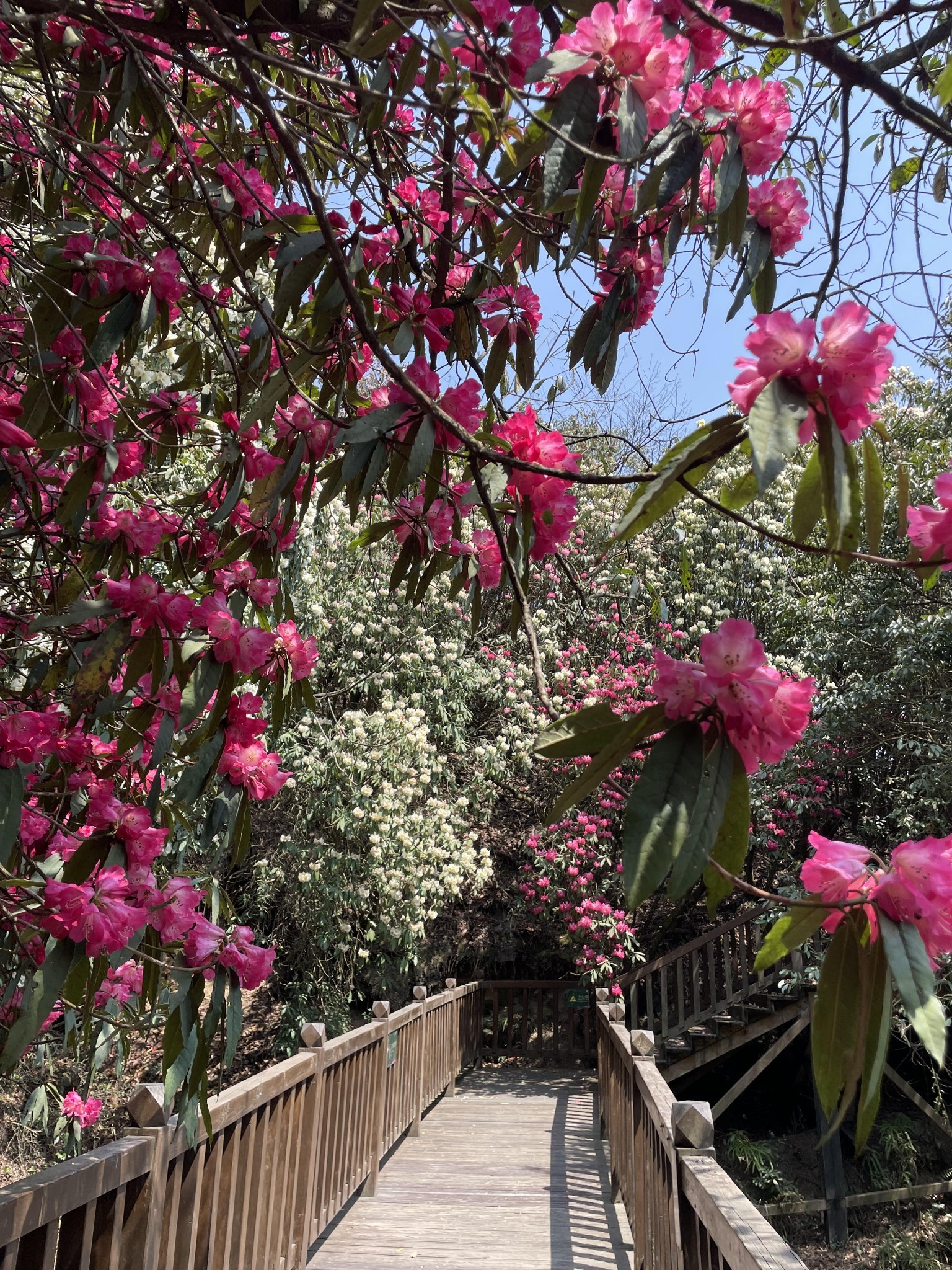 毕节百里杜鹃之普底景区