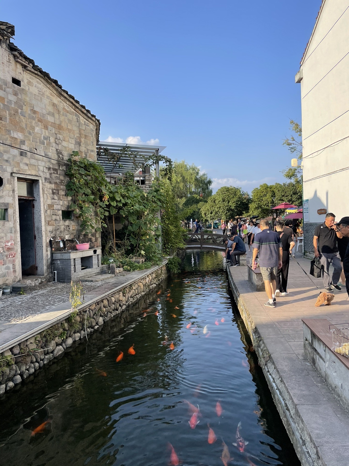 永嘉石桅岩～苍坡古村水仙洞楠溪江狮子岩风景区石桅岩景区石桅岩景区