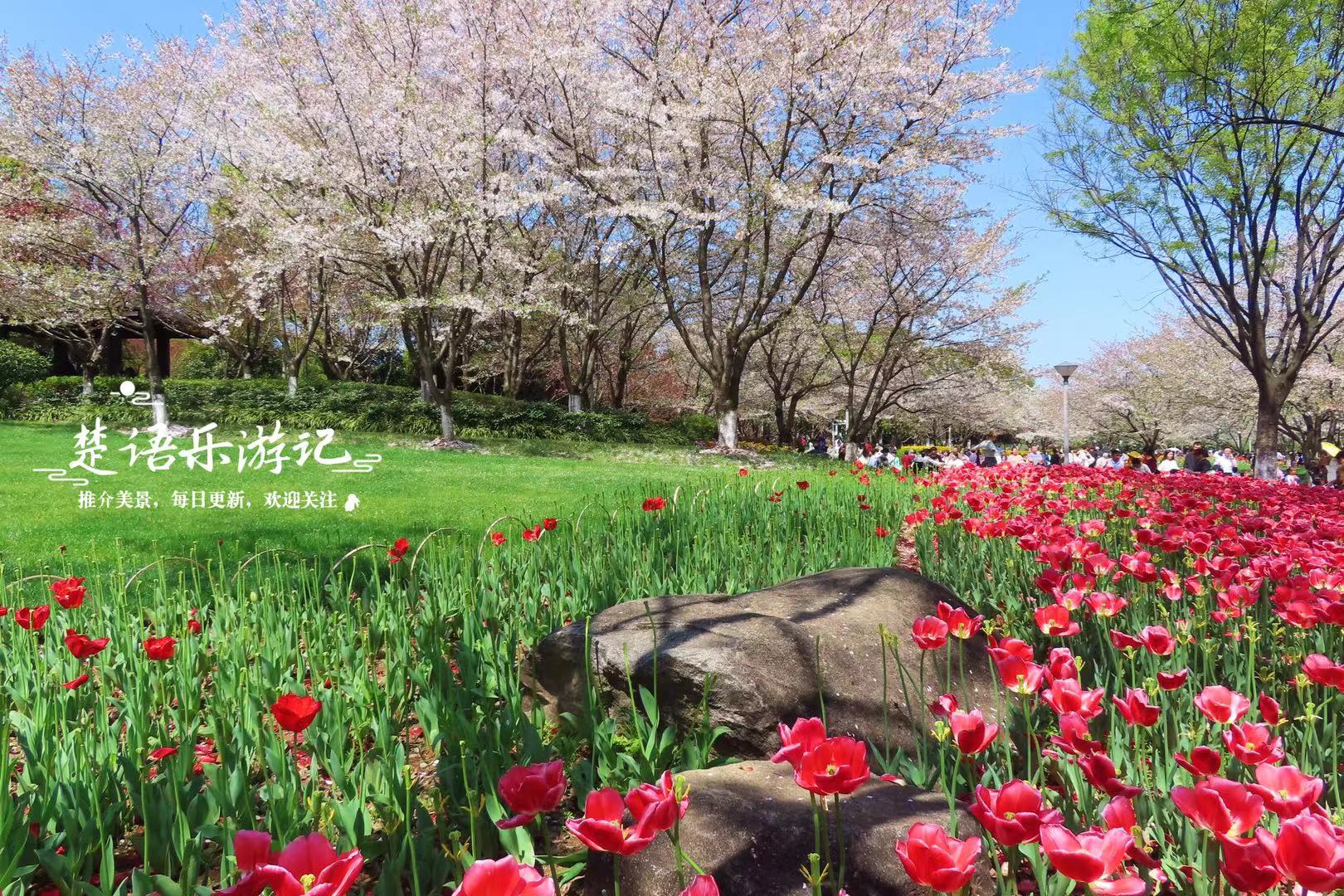 浙江绍兴瓜渚湖东岸公园,樱花和郁金香同时开放,胜似童话世界