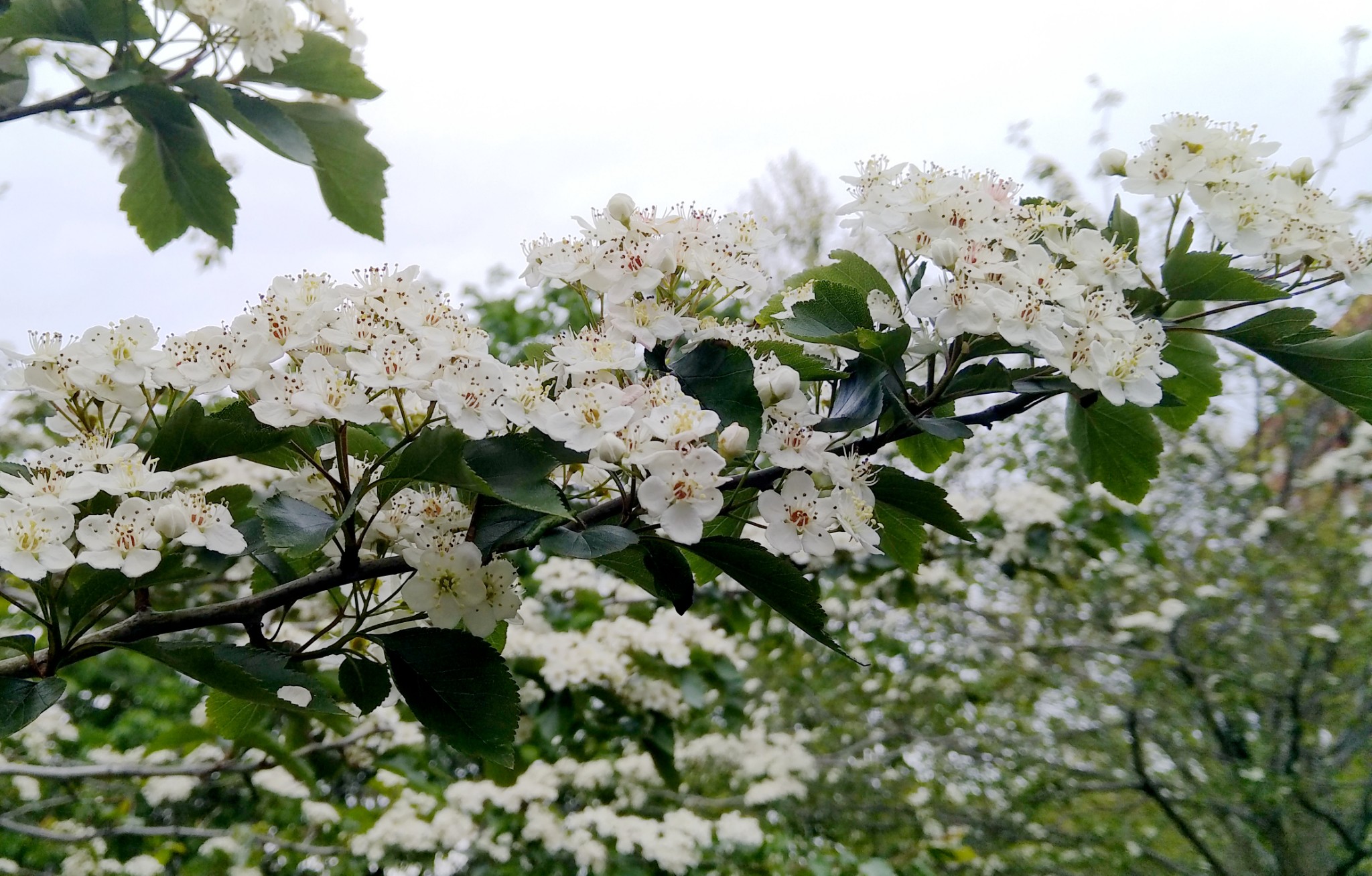 華盛頓自助遊攻略