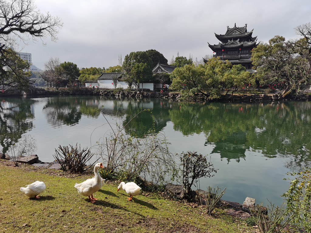 【台州图片】山色湖光红梅艳 初雨后晴碧水平——春游临海东湖（76P）