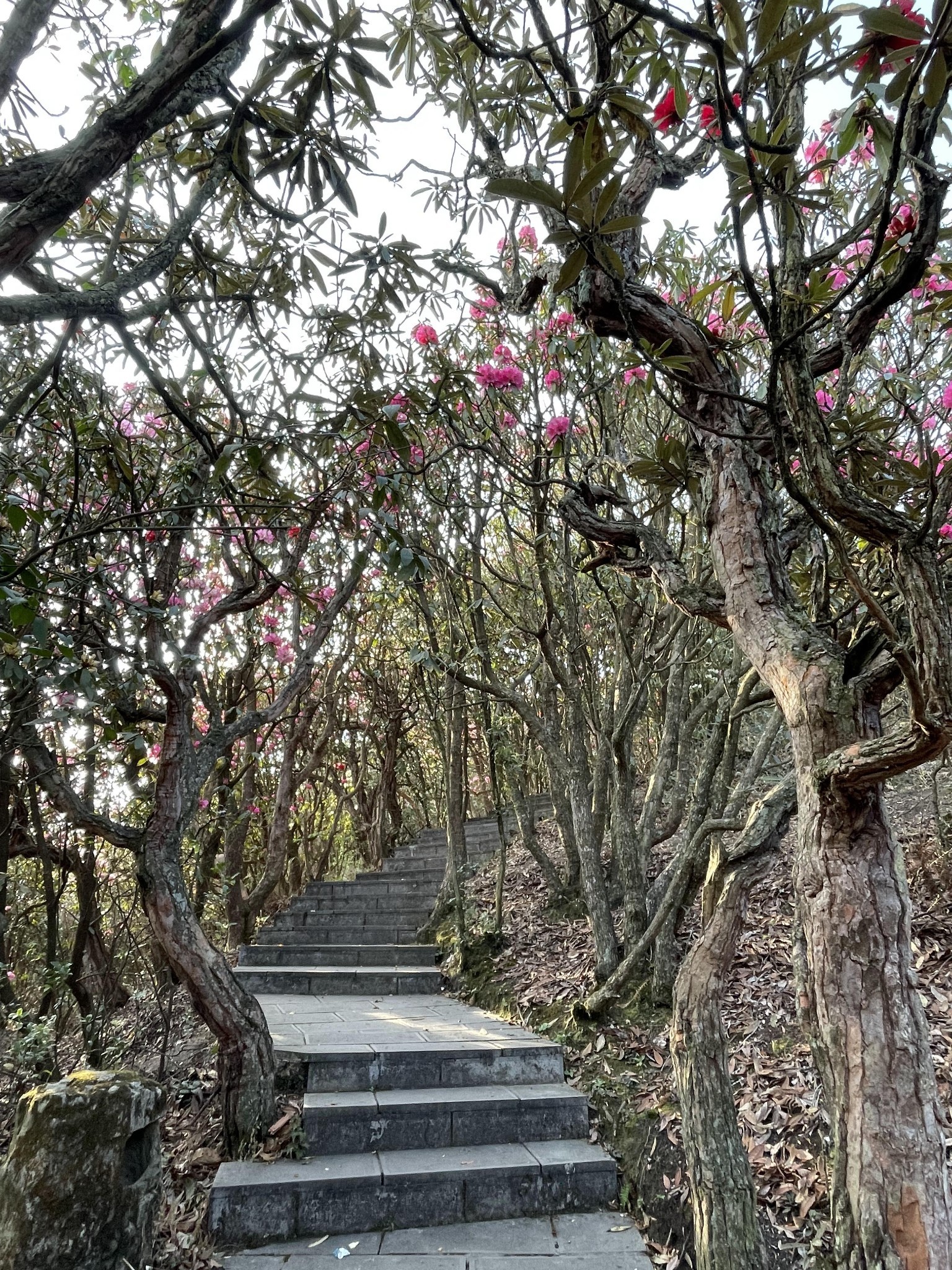 毕节百里杜鹃之普底景区