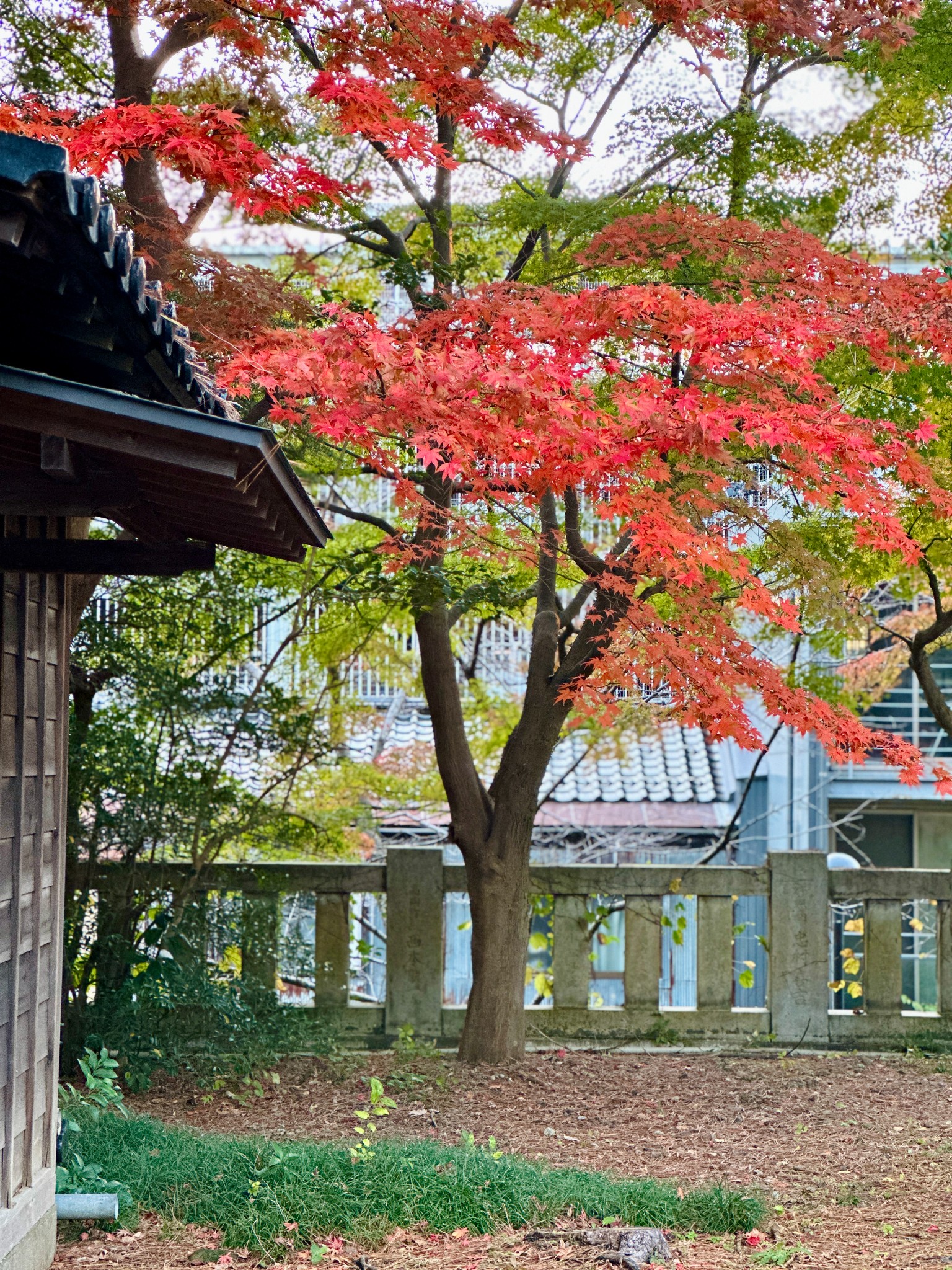 日本自助遊攻略