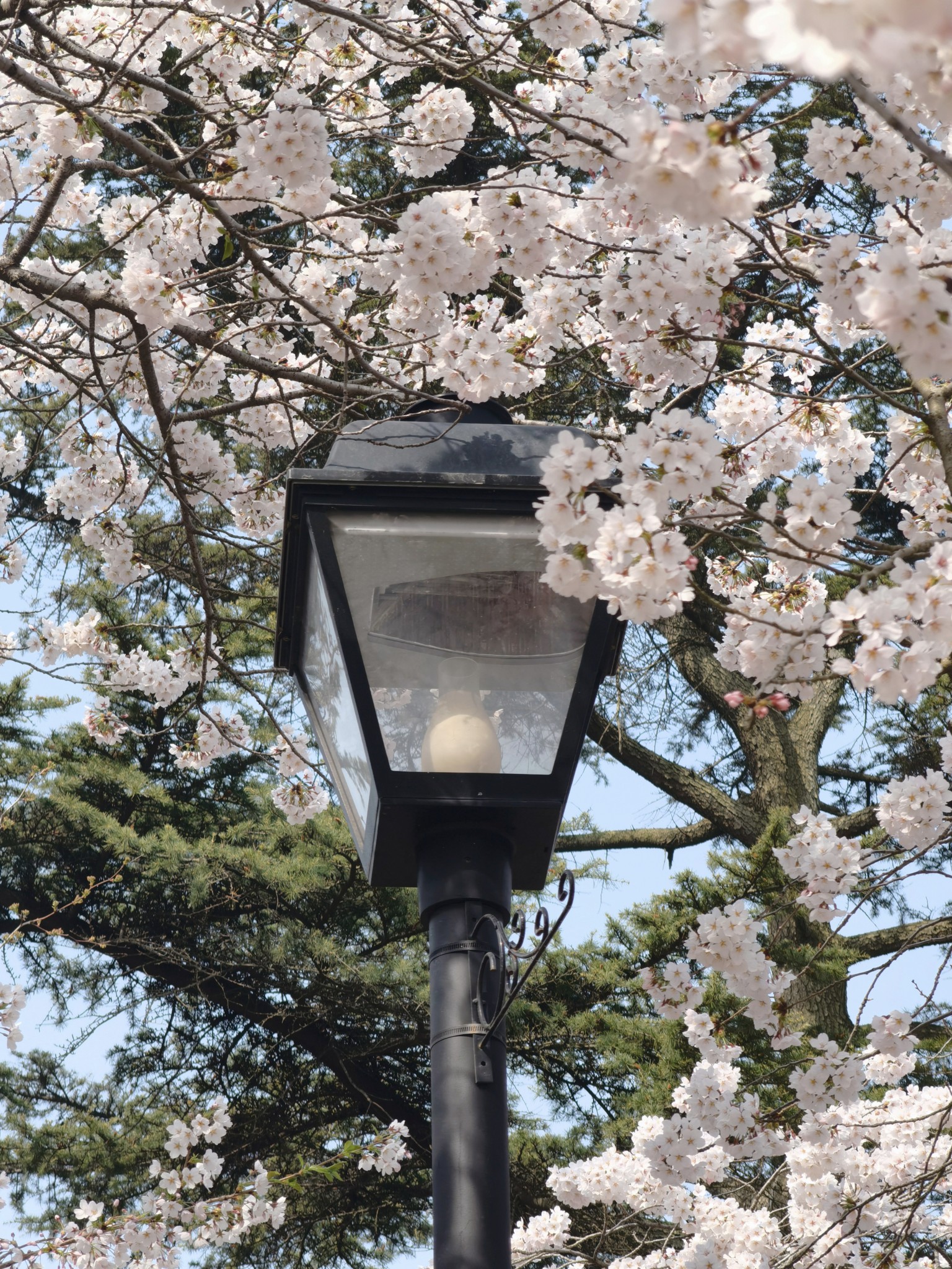 【青岛春日暴走日志】四天三夜：💨吹成海带的我们，与樱花撞个满怀🌸插图330