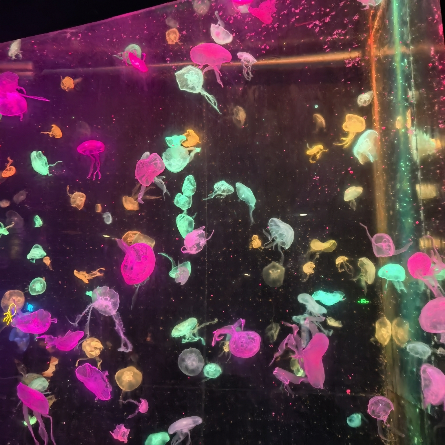 day2 长隆海洋王国day1 沈阳-珠海整体行程人均费用/7000rmb人物/家庭