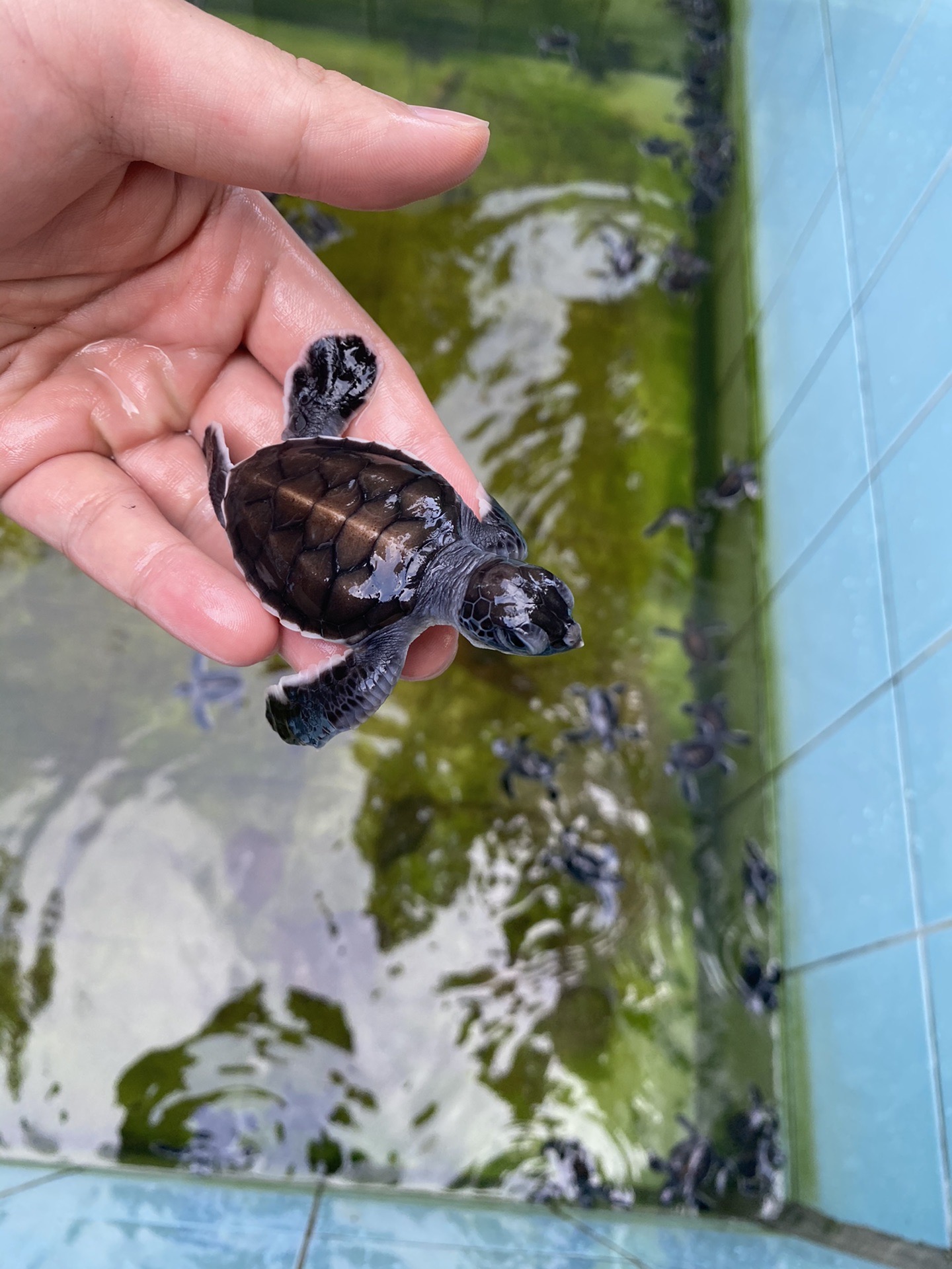 昆虫怪兽马加达图片