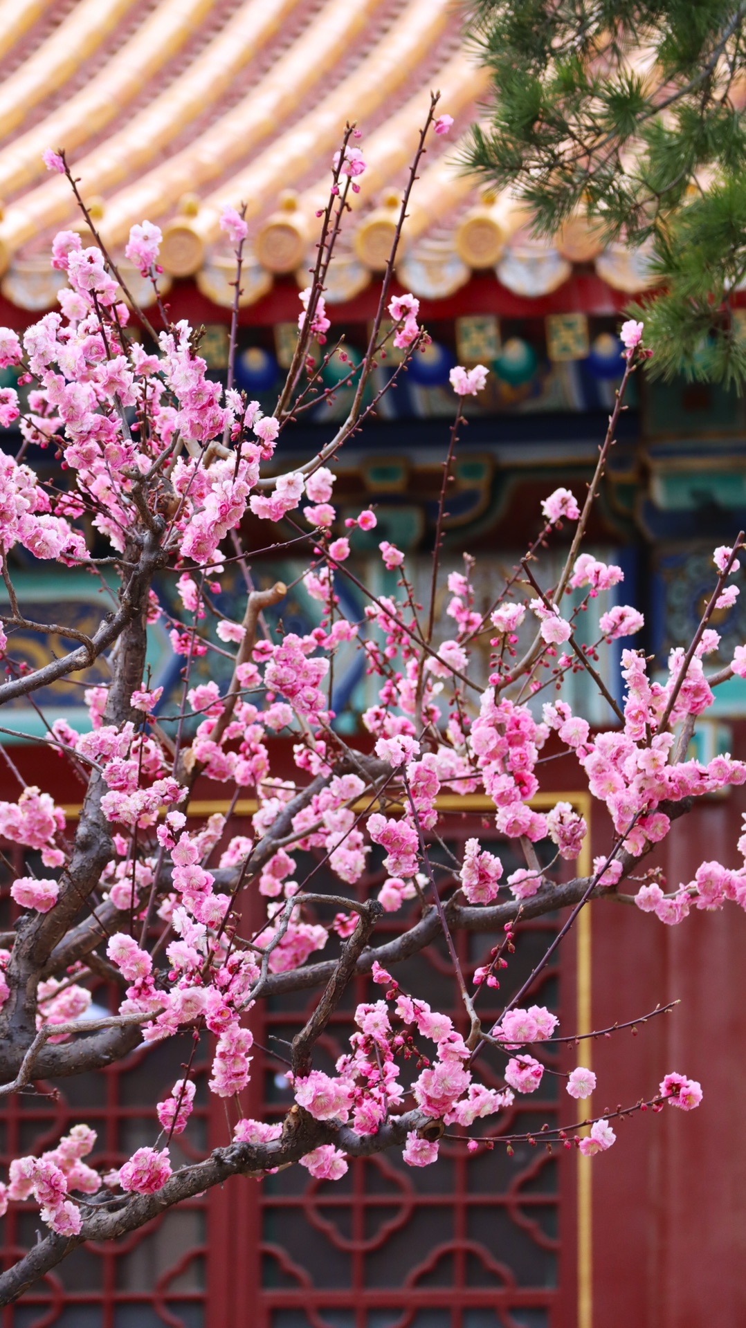 中山公园梅园_游记