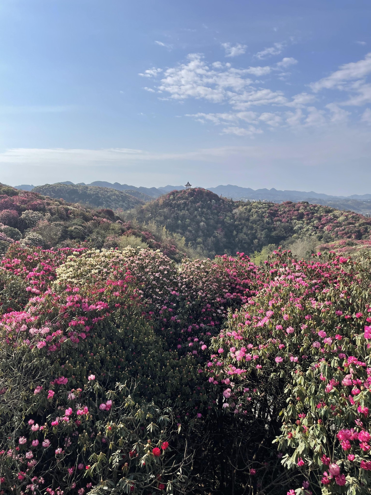 毕节百里杜鹃之普底景区