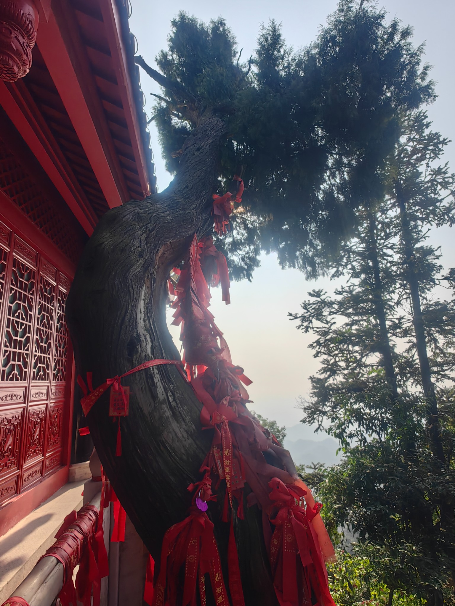 峨眉山峨眉山-一线天白龙洞自然生态猴区峨眉山自然生态猴区自然生态