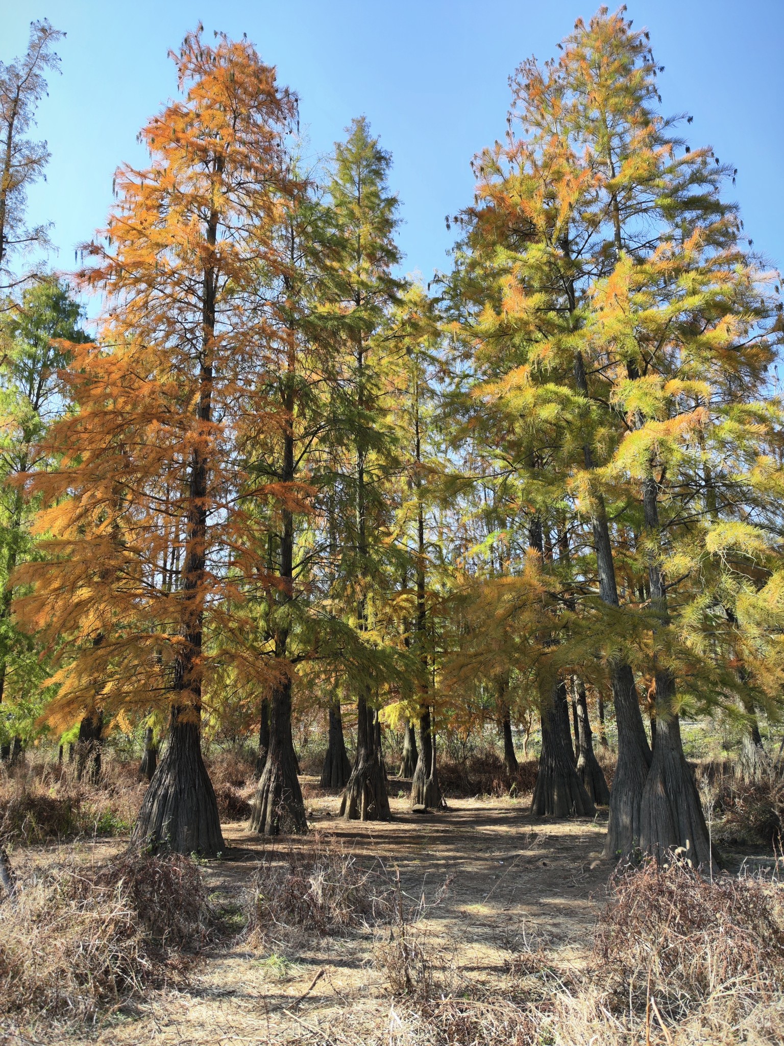 南京止马岭森林公园 & 枫彩漫城