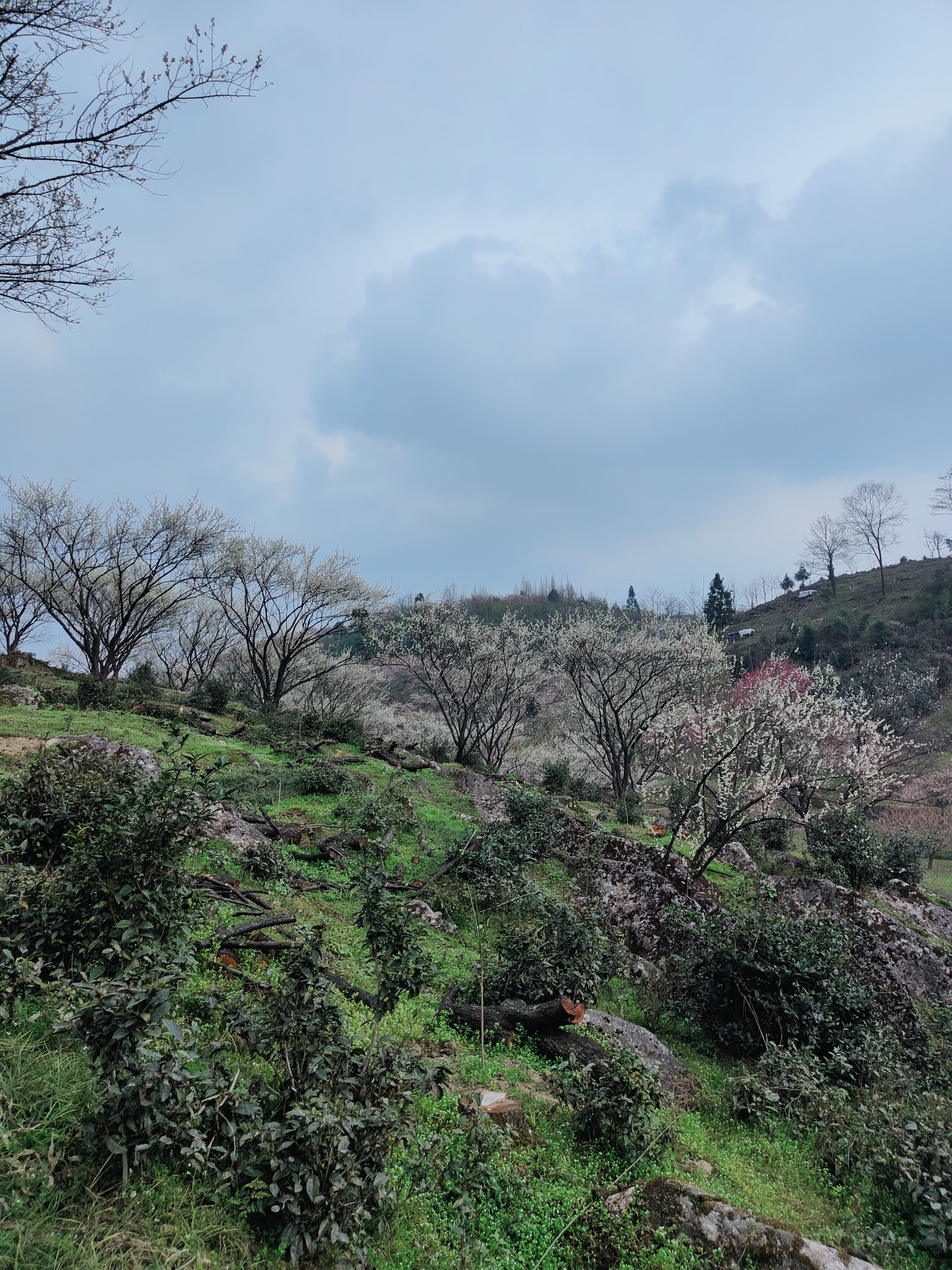 大邑县雾山乡图片