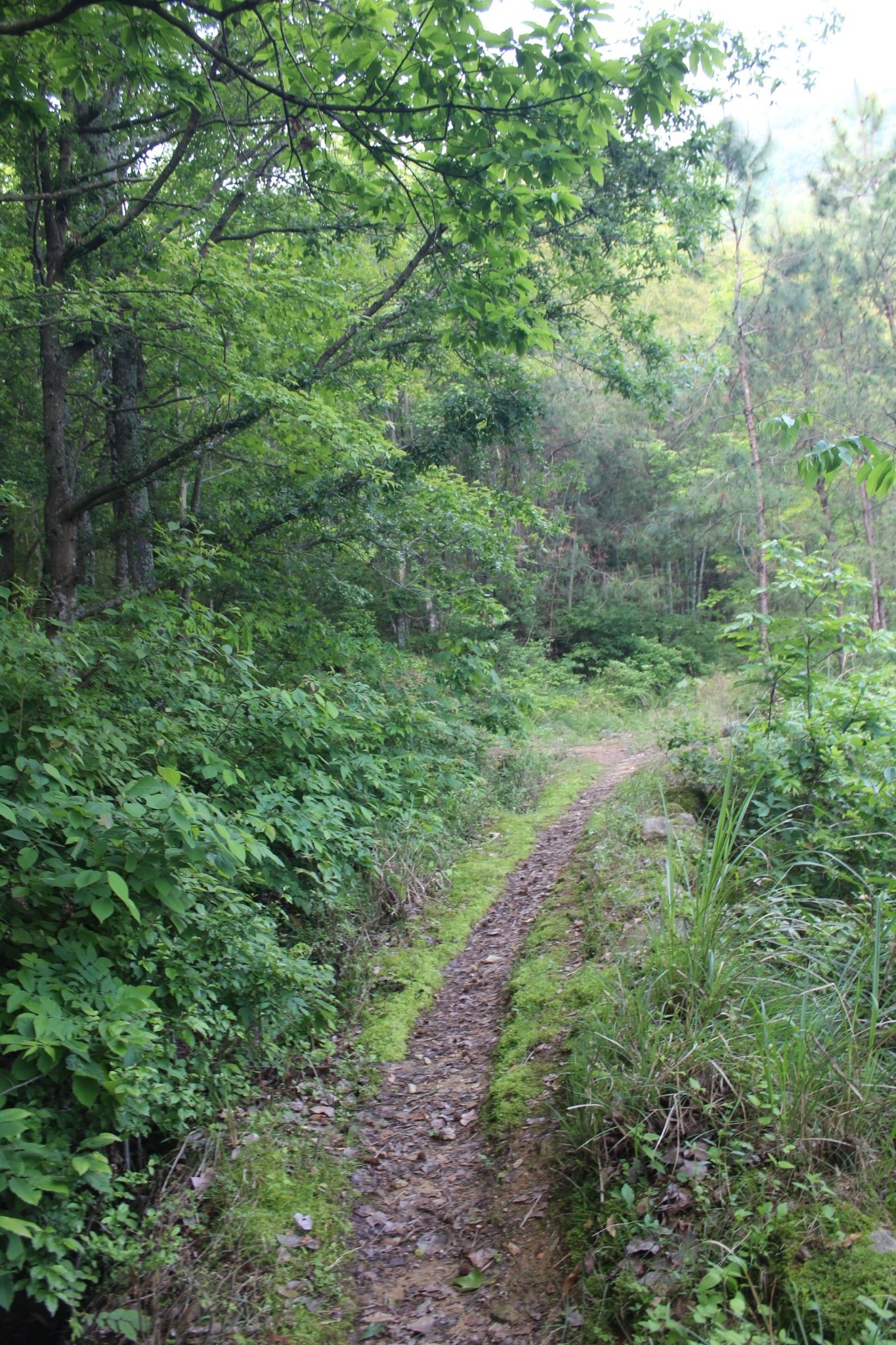 英山羊角尖山客游之一百五十七