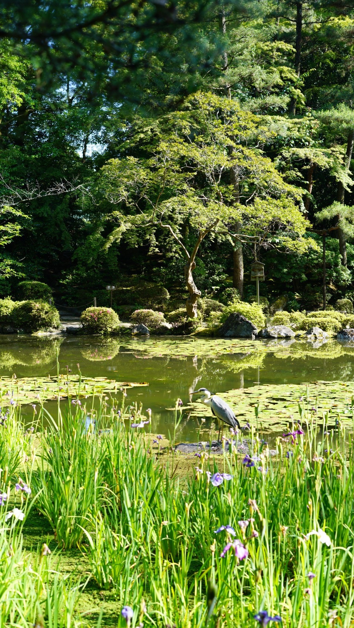 京都自助遊攻略