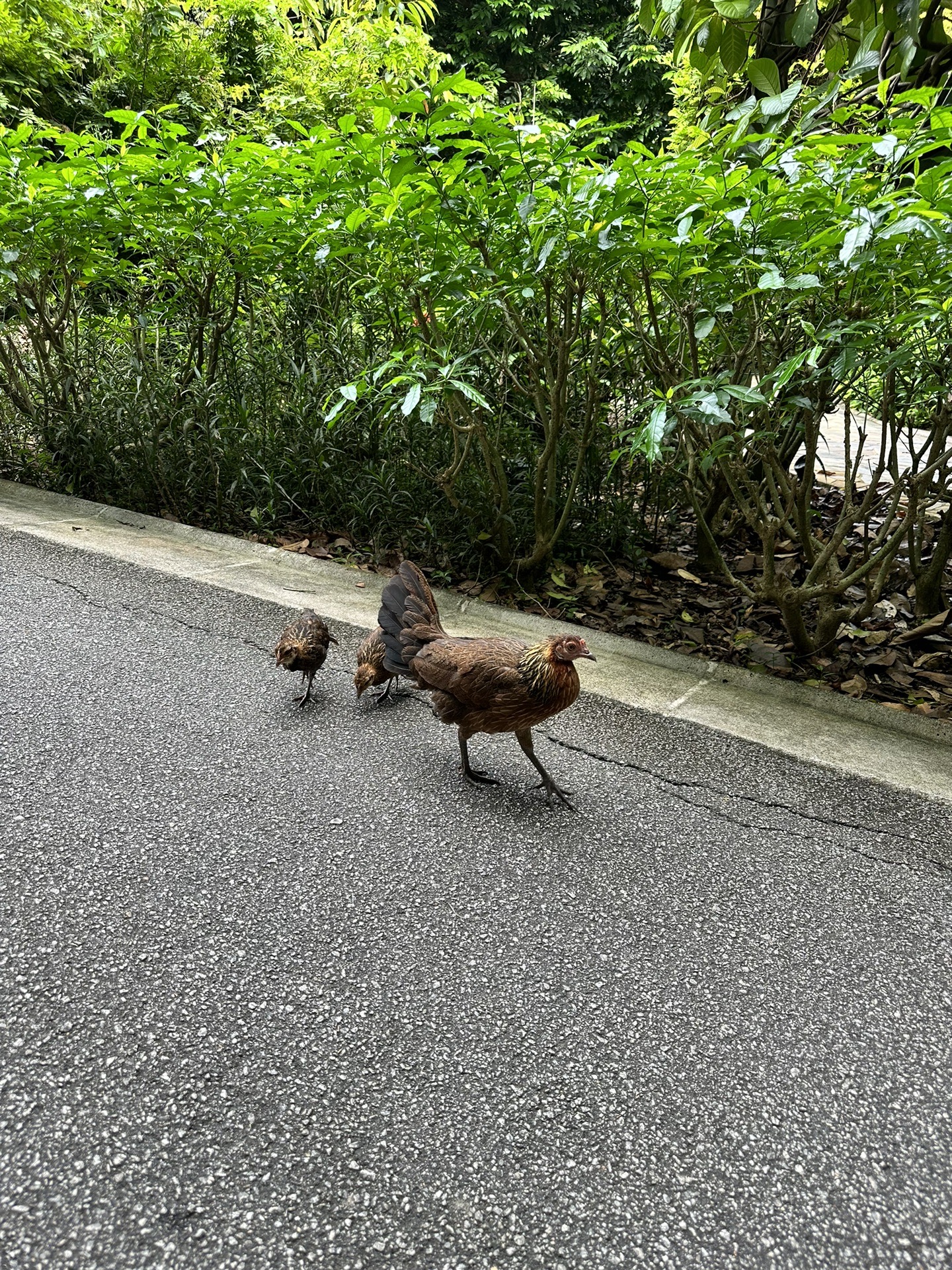 新加坡自助遊攻略