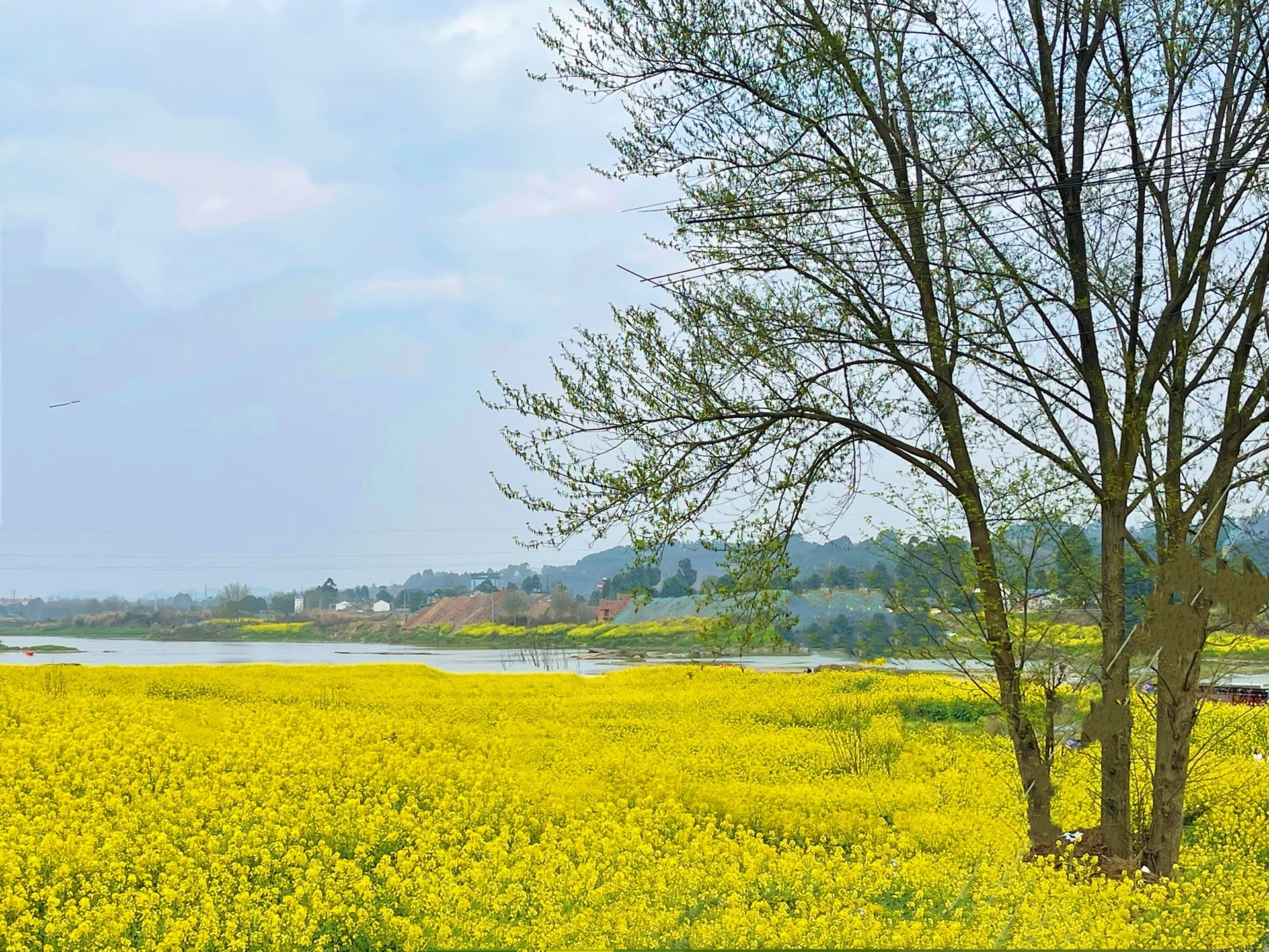 两河村油菜花图片