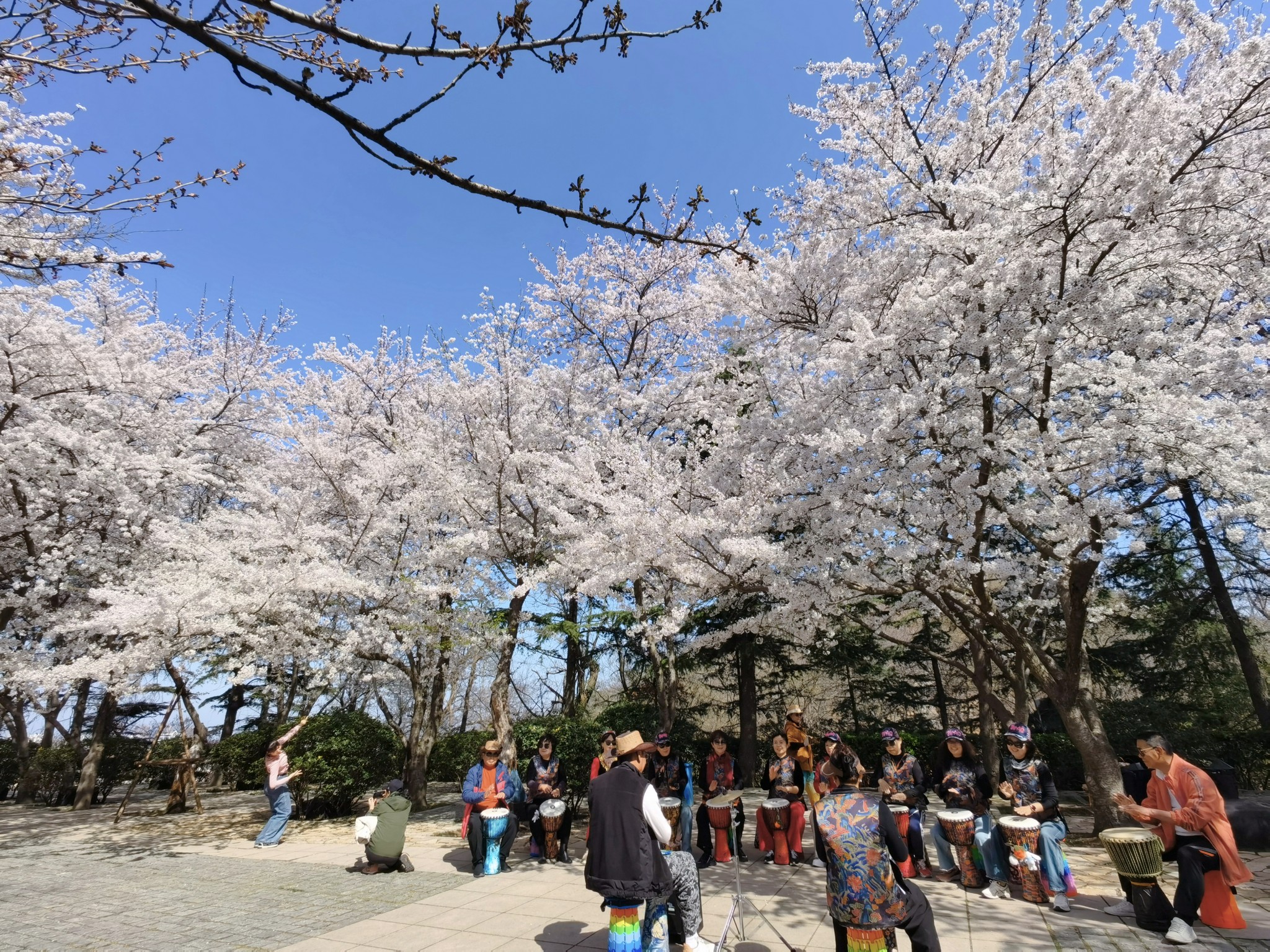 【青岛春日暴走日志】四天三夜：💨吹成海带的我们，与樱花撞个满怀🌸插图193