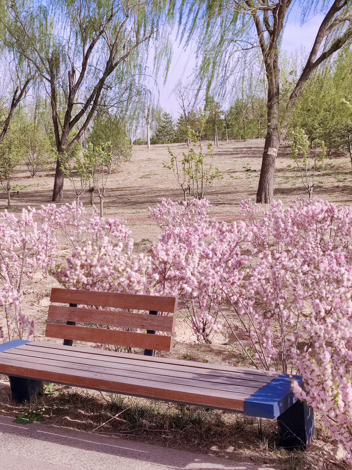 北京顺义赏花图片