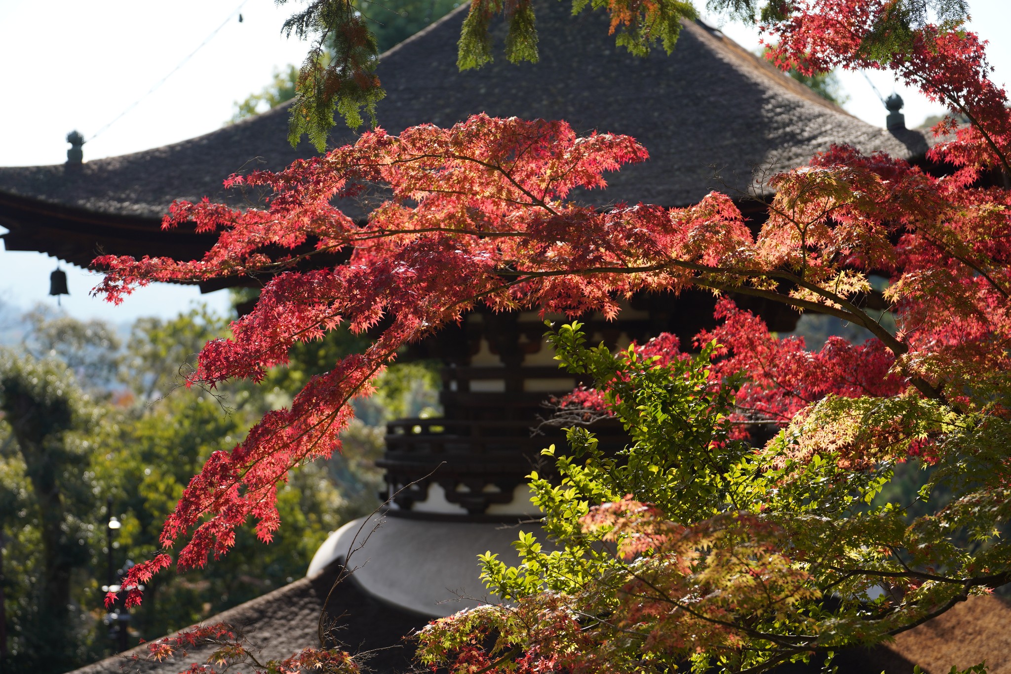 京都自助遊攻略