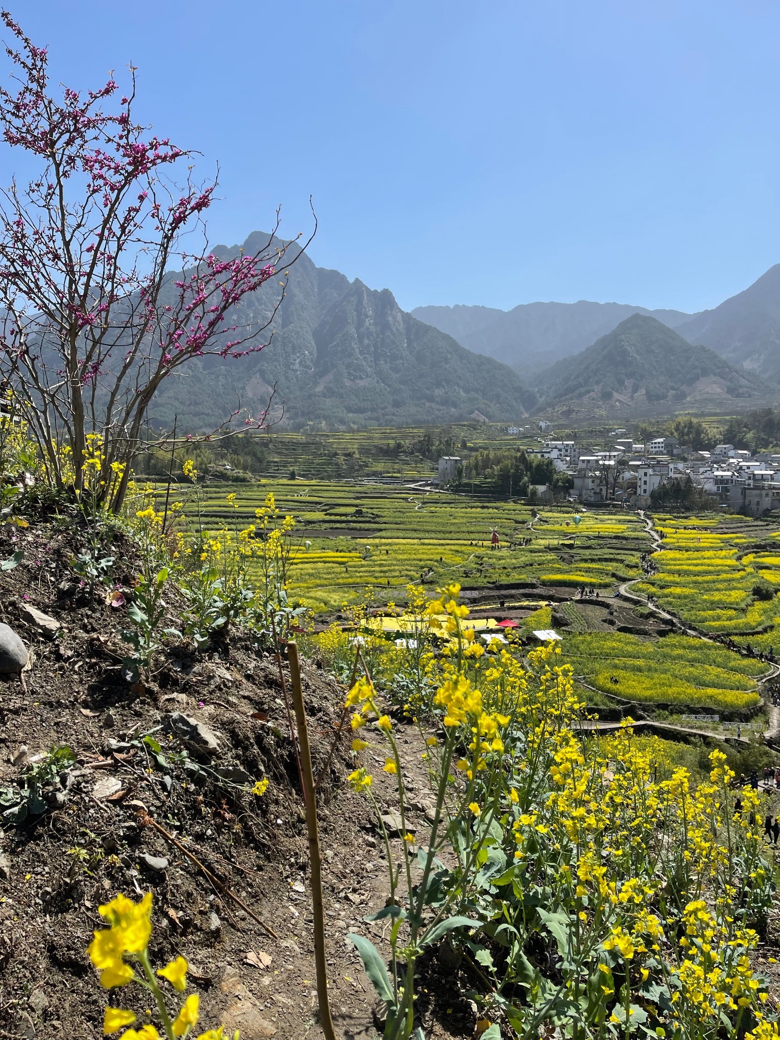 安徽绩溪县家朋乡梯田油菜花,安徽旅游攻略 - 马蜂窝