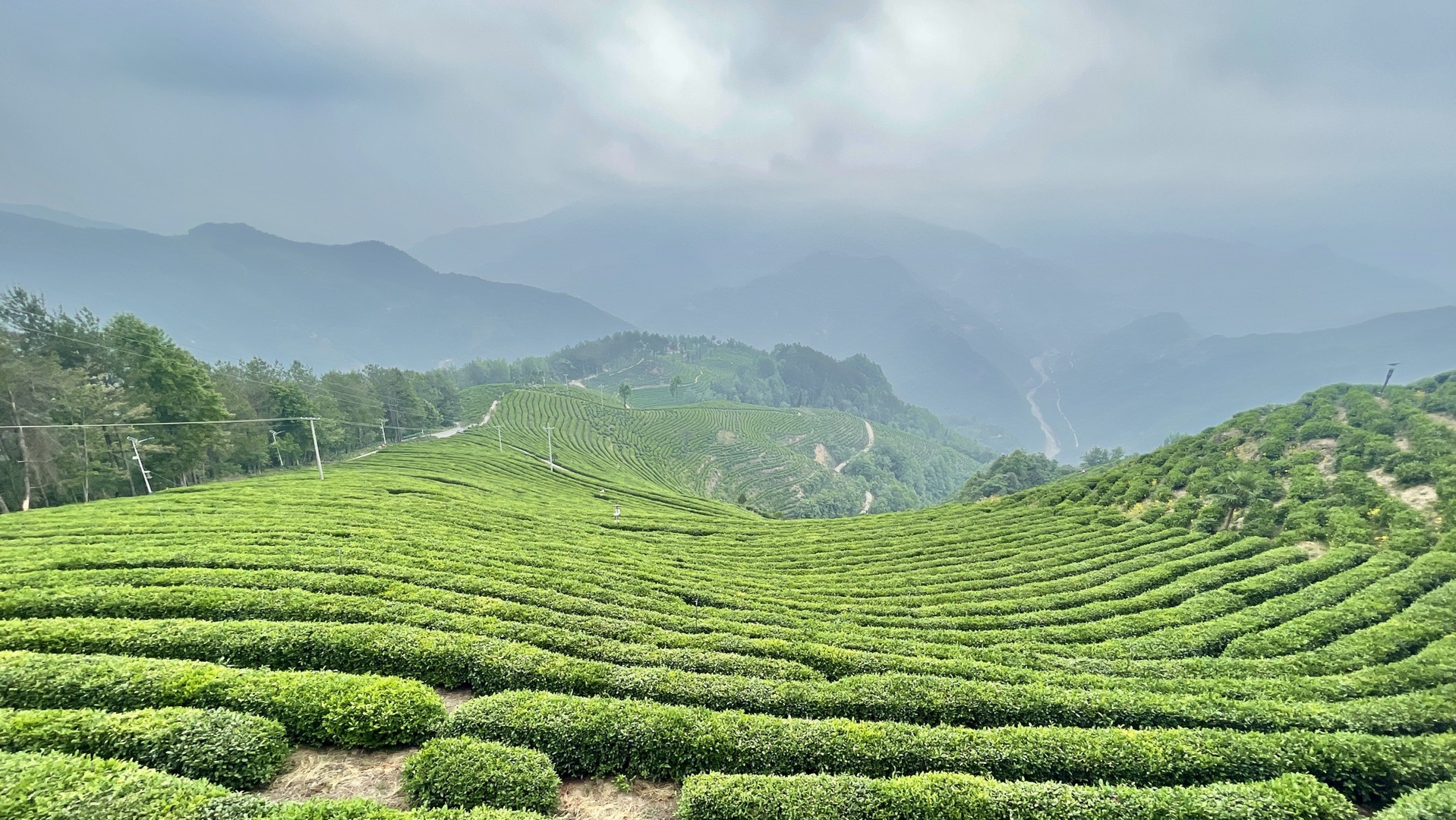 汉中镇巴山清水秀茶园飘香