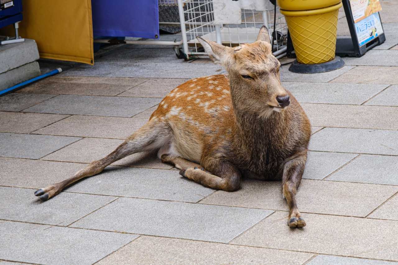 大阪自助遊攻略