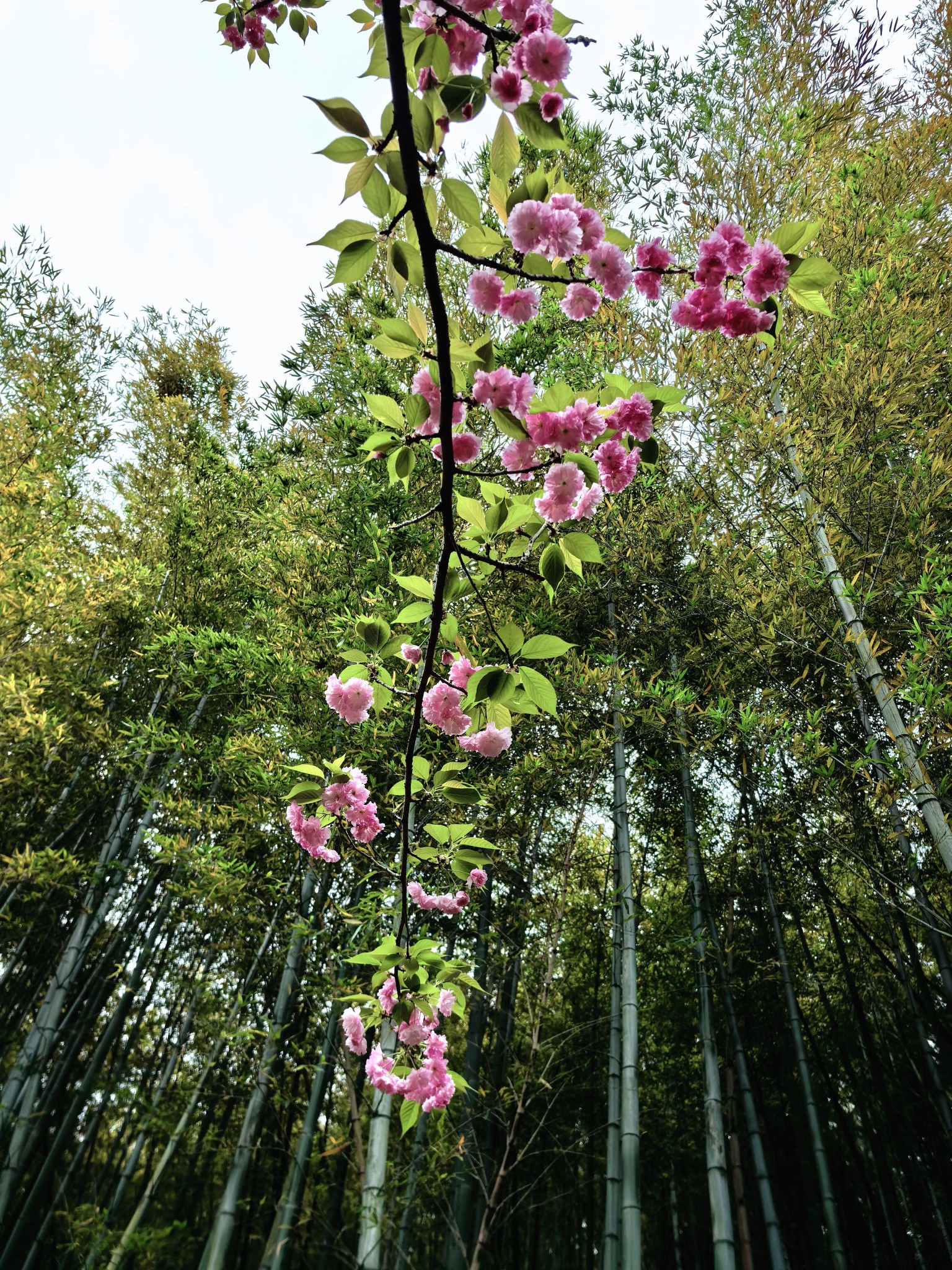 清明慈溪五磊山爬山
