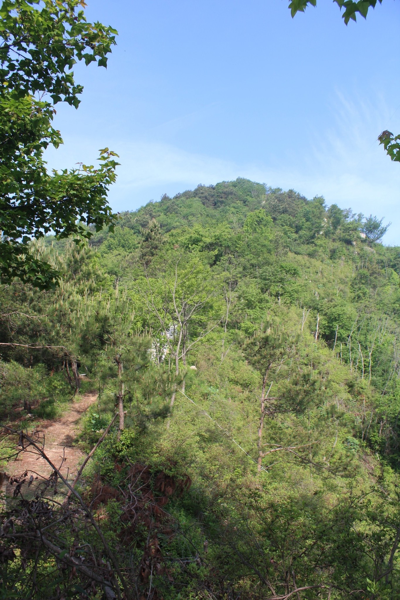 英山羊角尖山客游之一百五十七