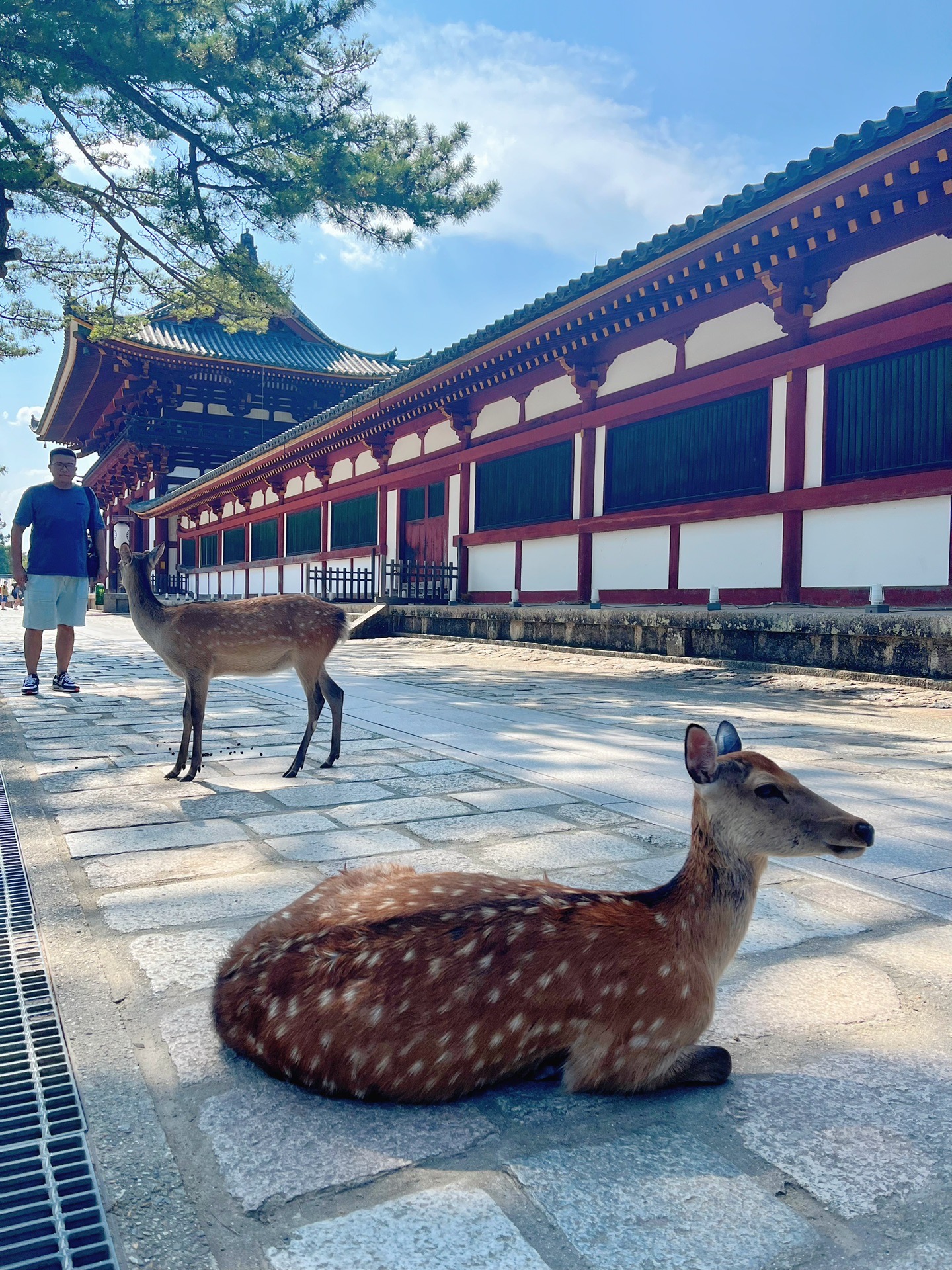 日本自助遊攻略