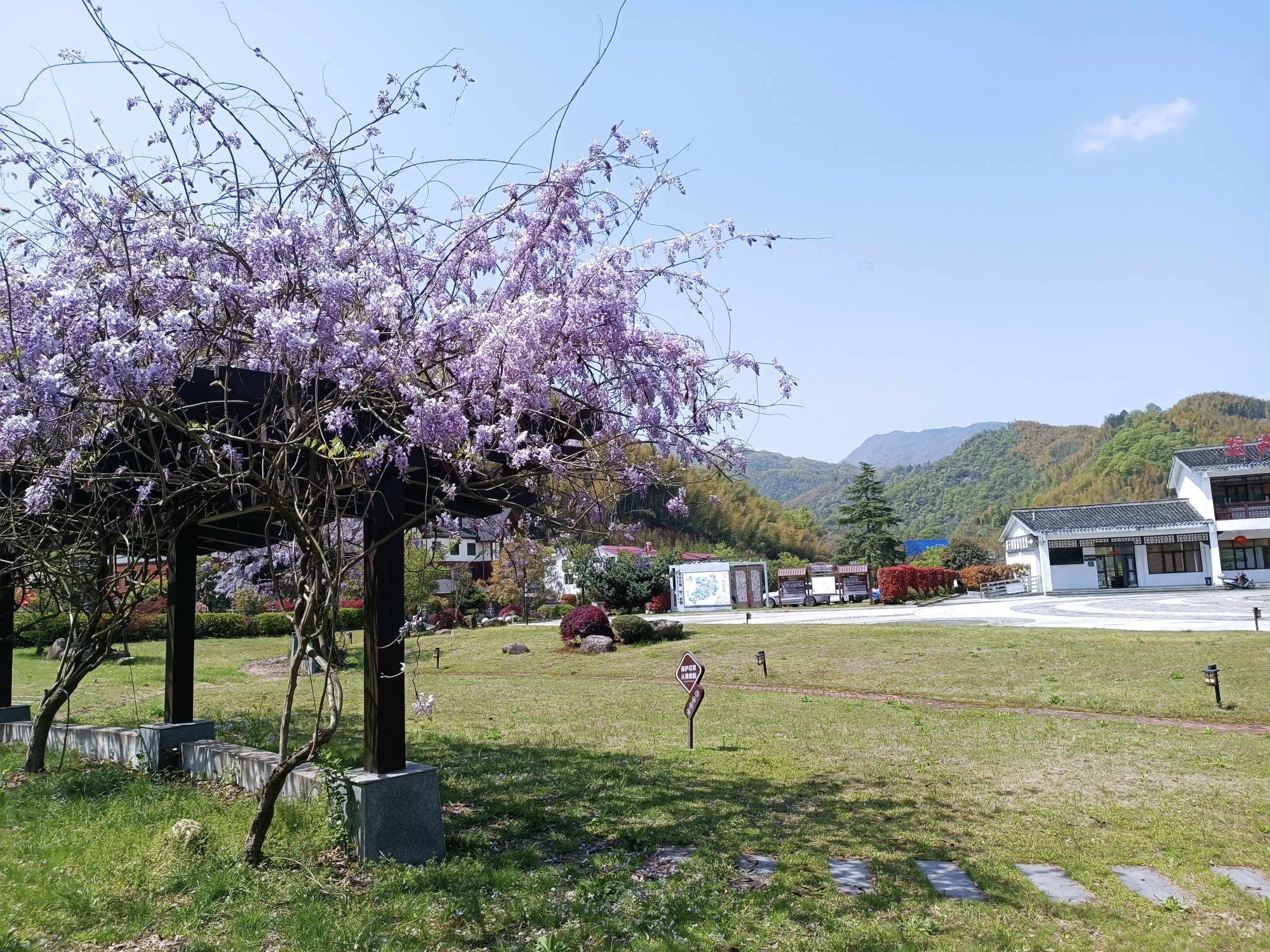 暮春四月天，屋脊山杜鹃