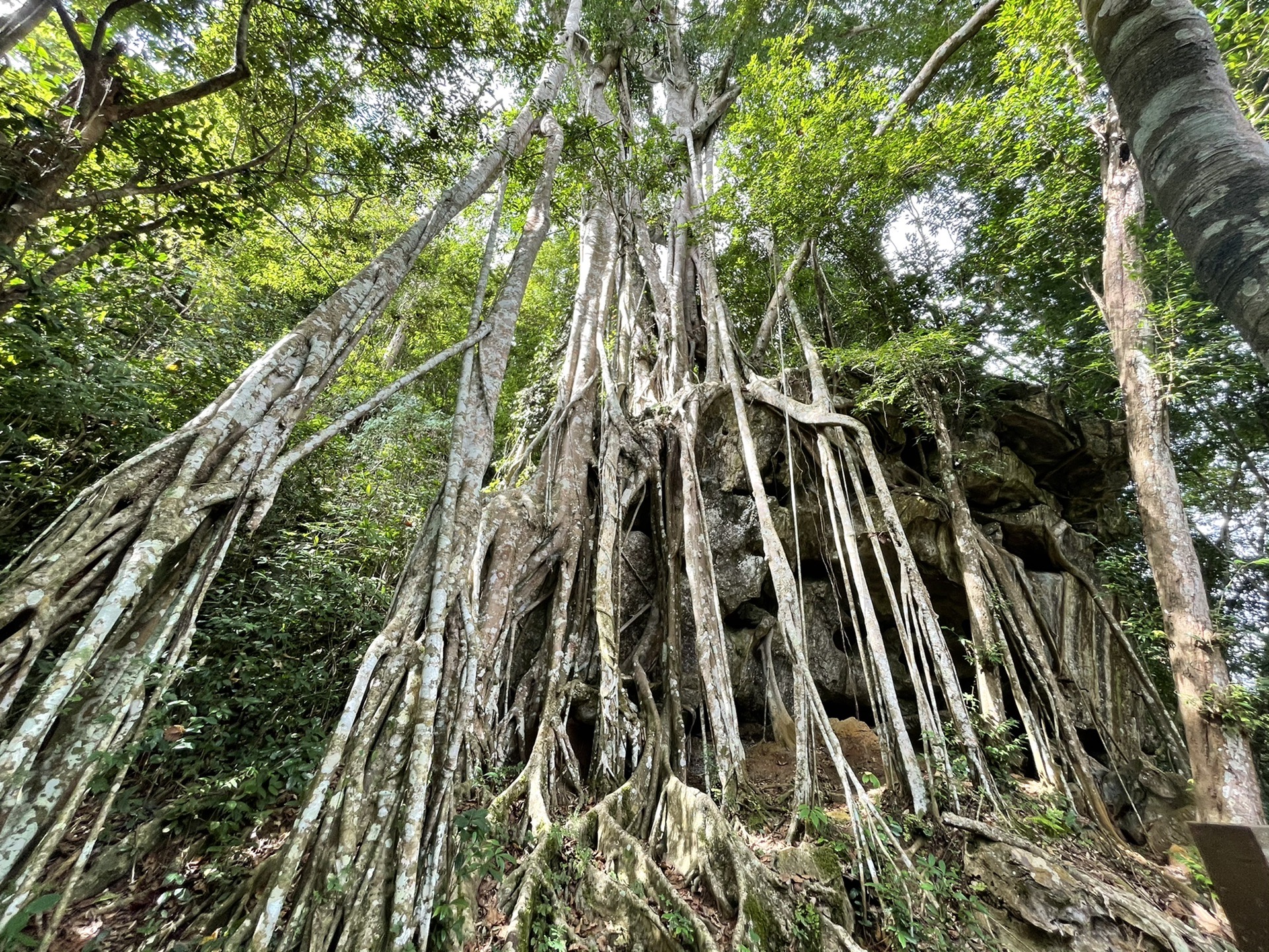 西雙版納自助遊攻略