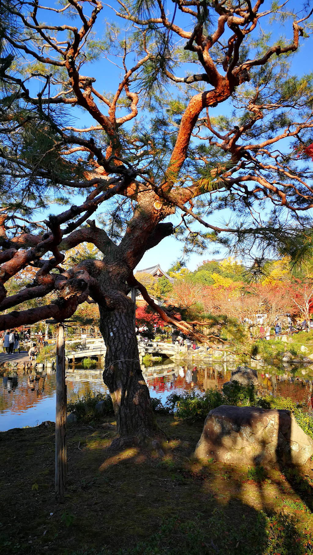 京都圆山公园图片