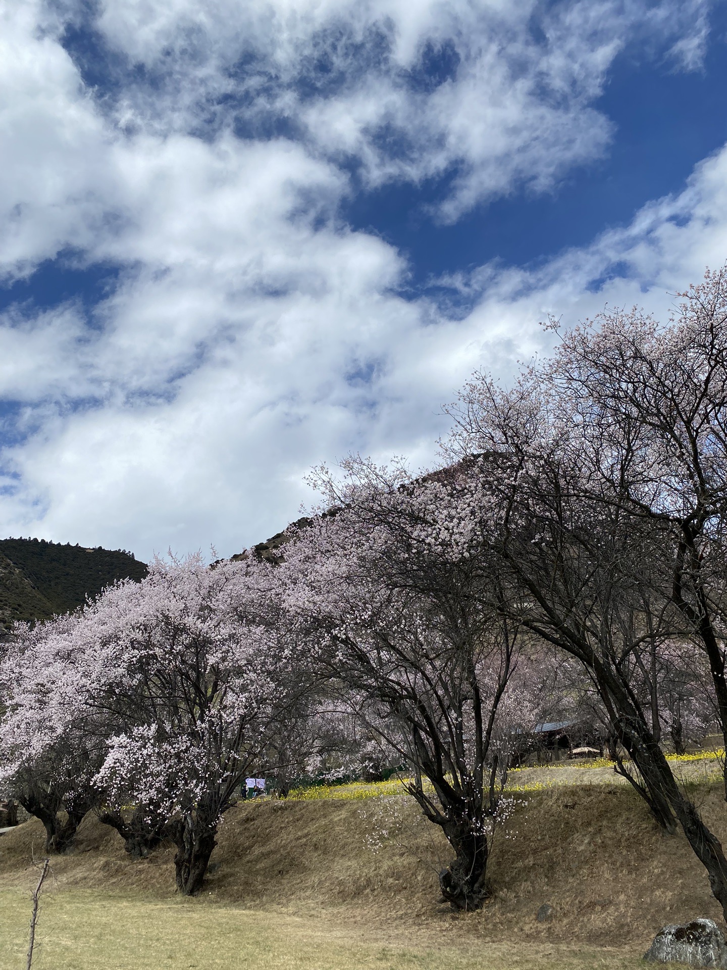 林芝自助遊攻略