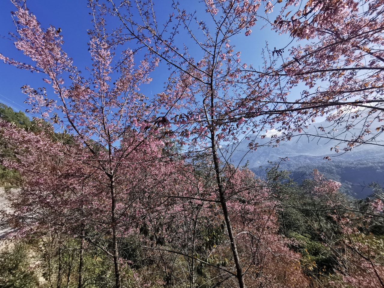 騰衝自助遊攻略