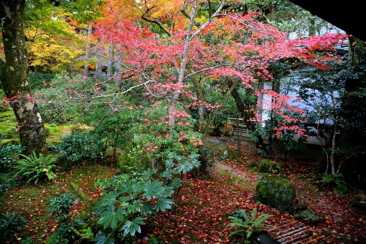 京都自助遊攻略