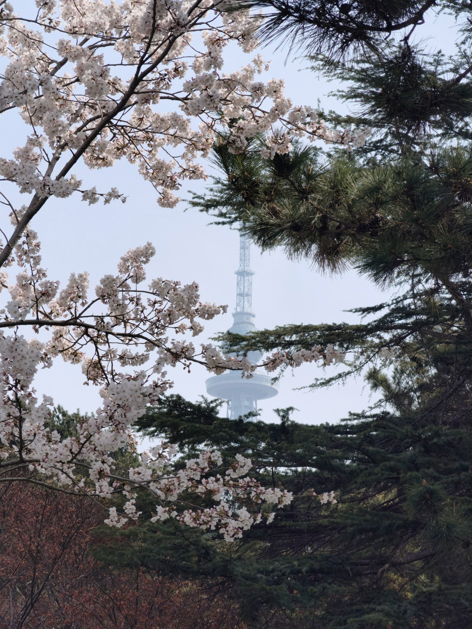 【青岛春日暴走日志】四天三夜：💨吹成海带的我们，与樱花撞个满怀🌸插图336