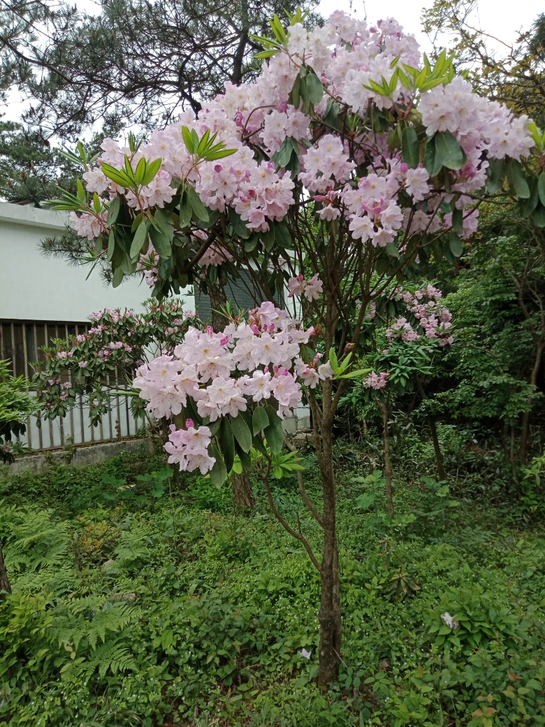 赴约天台山杜鹃花