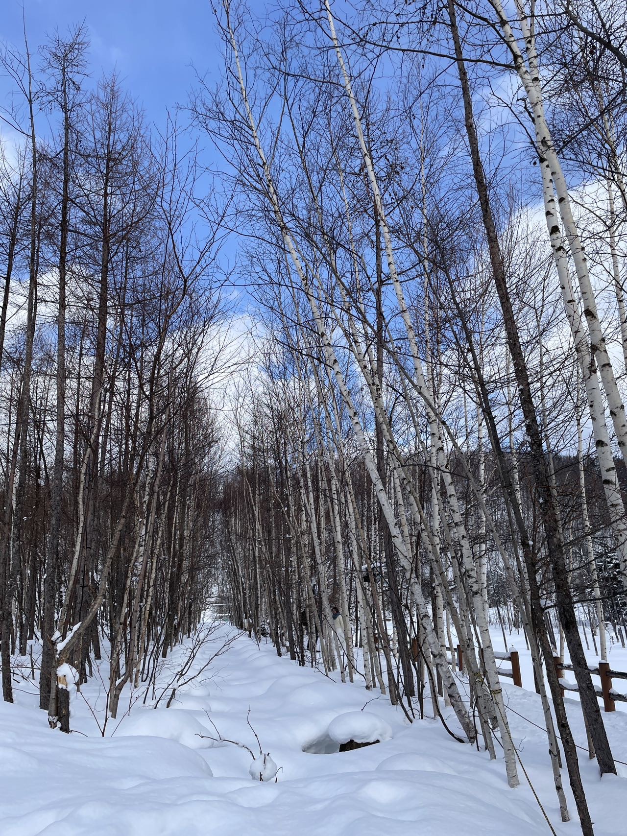 北海道自助遊攻略