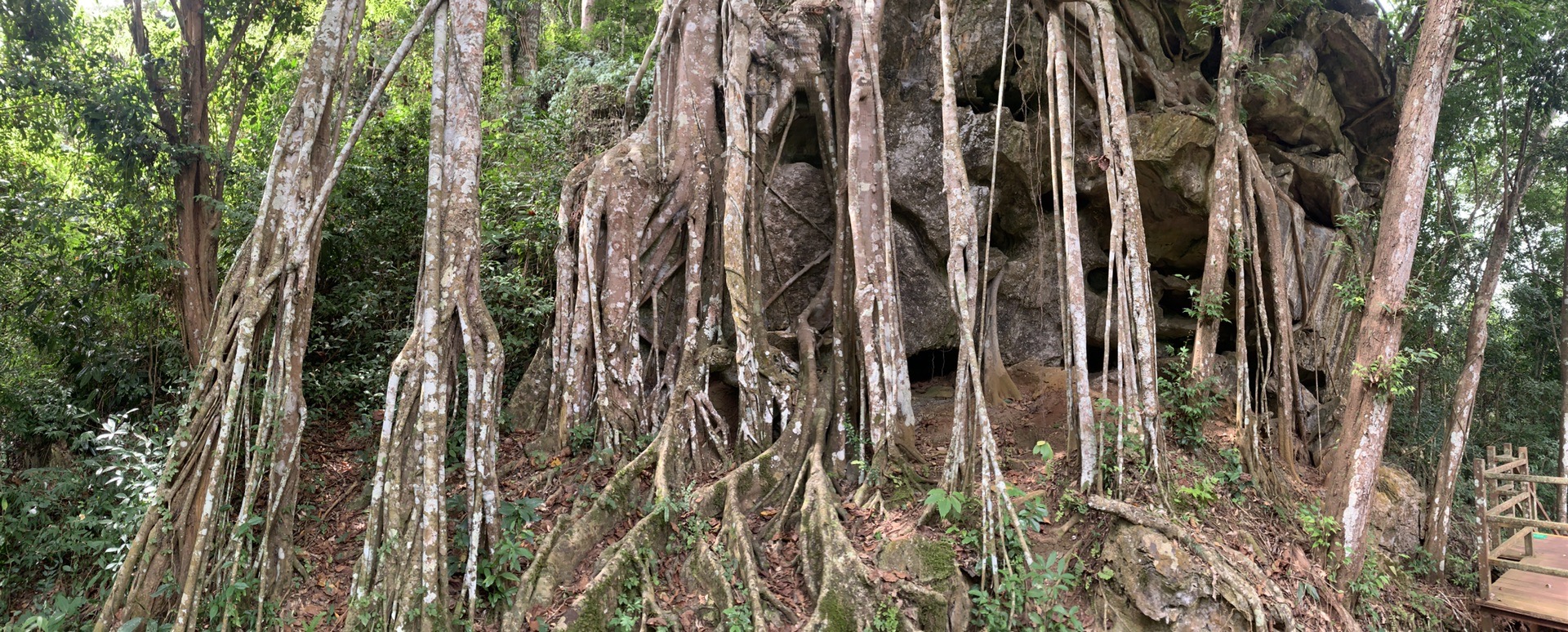 西雙版納自助遊攻略