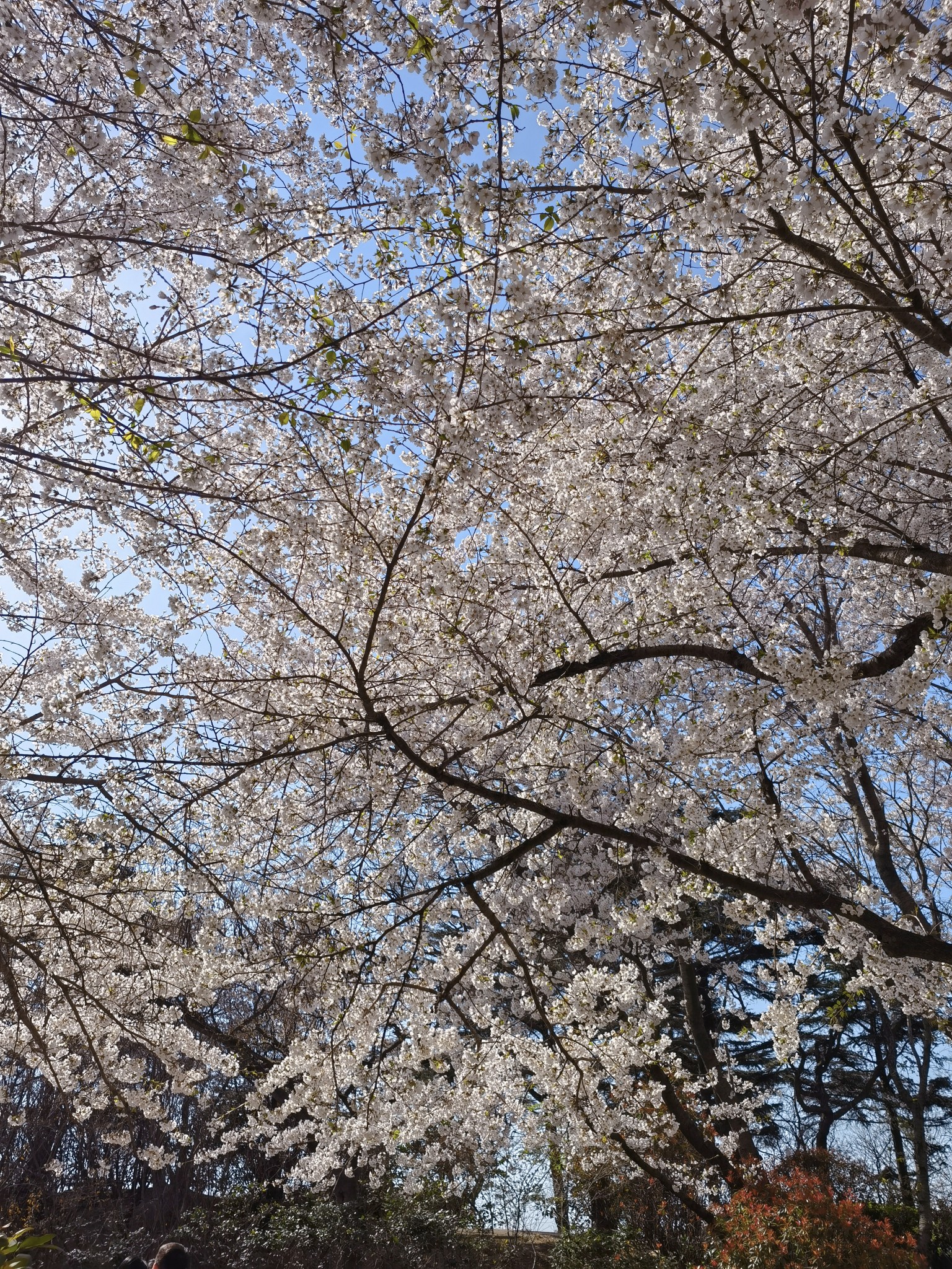 【青岛春日暴走日志】四天三夜：💨吹成海带的我们，与樱花撞个满怀🌸插图177