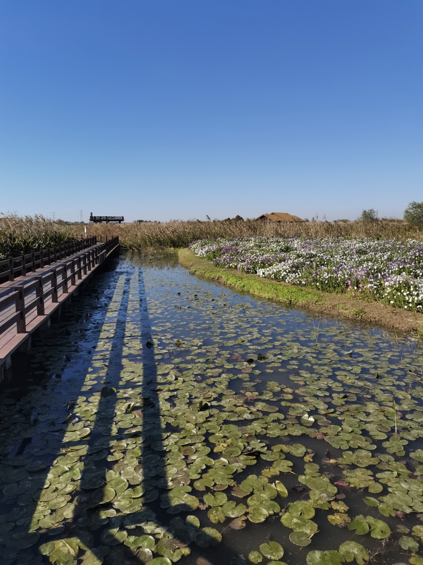 温州湾湿地图片