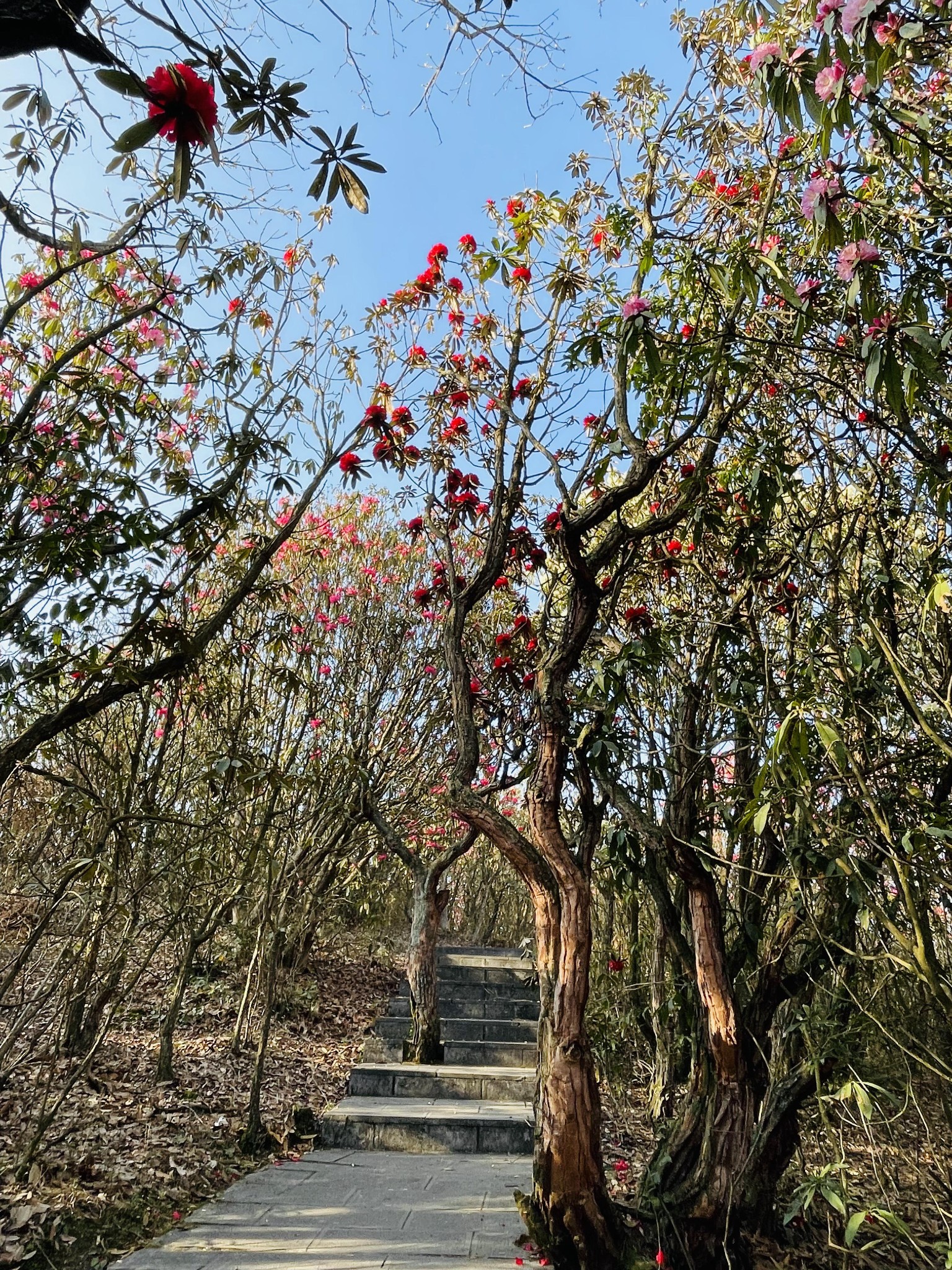 毕节百里杜鹃之普底景区