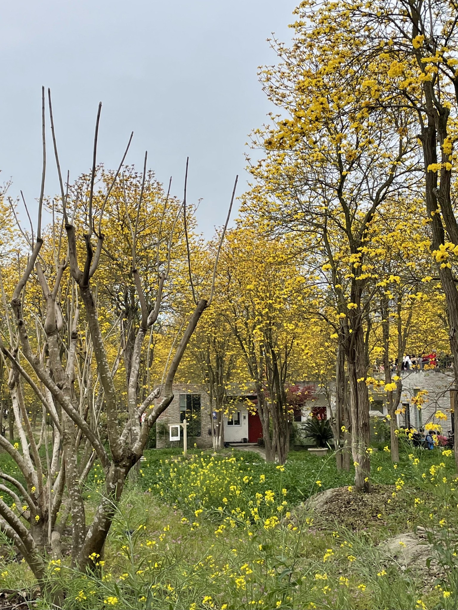 成都市温江万春镇蓝枫园,成都自助游攻略 - 马蜂窝