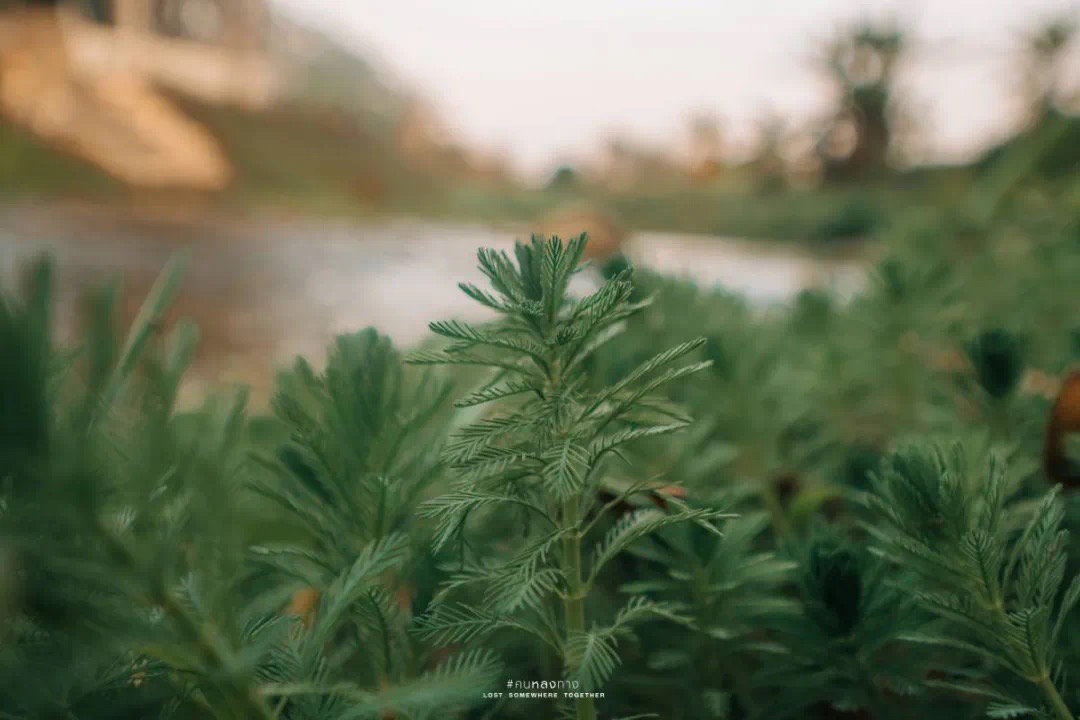 Chae Son National Park