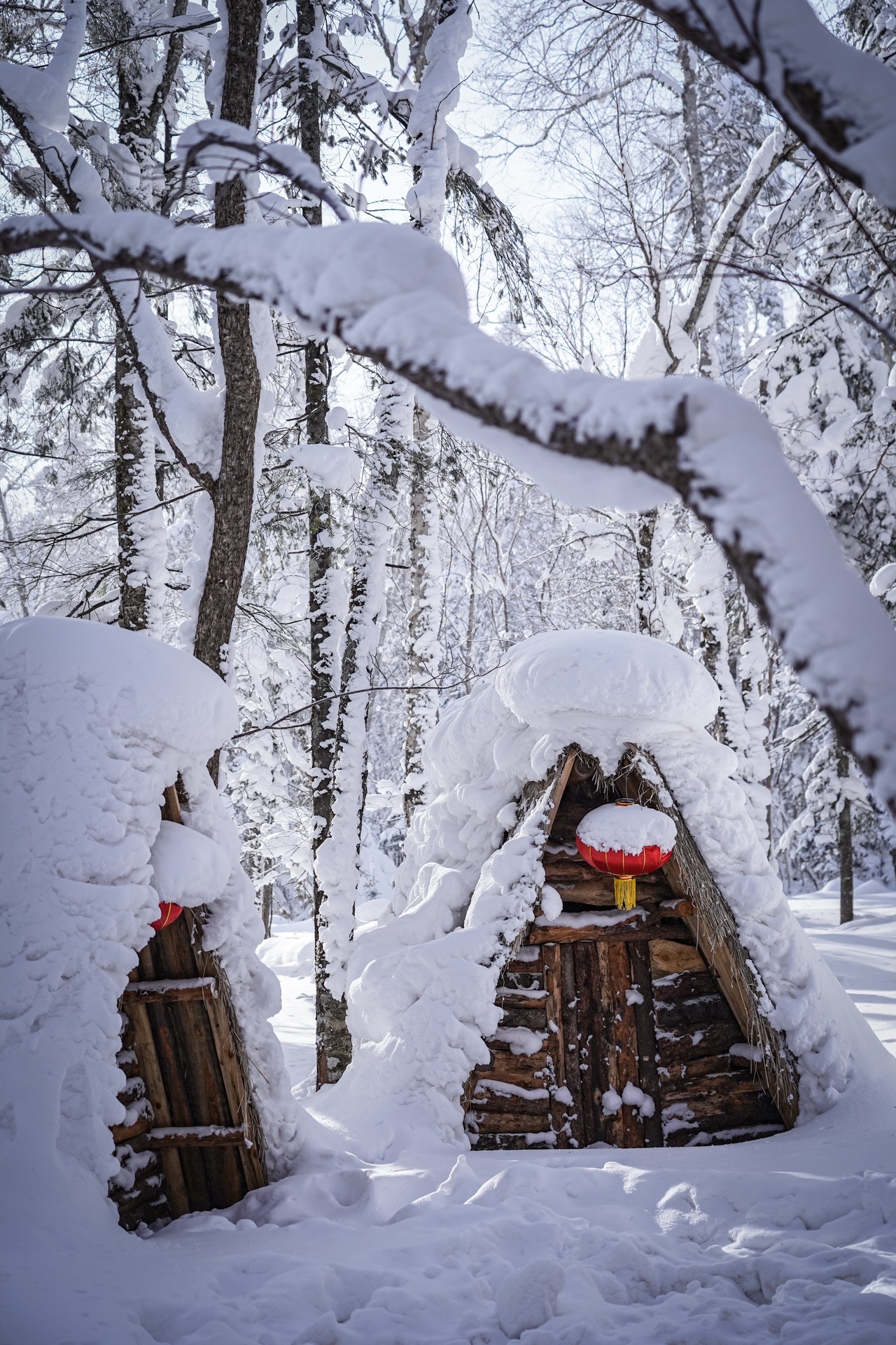 去北国冬季奔赴一场浪漫雪景76哈尔滨亚布力雪乡5天4晚