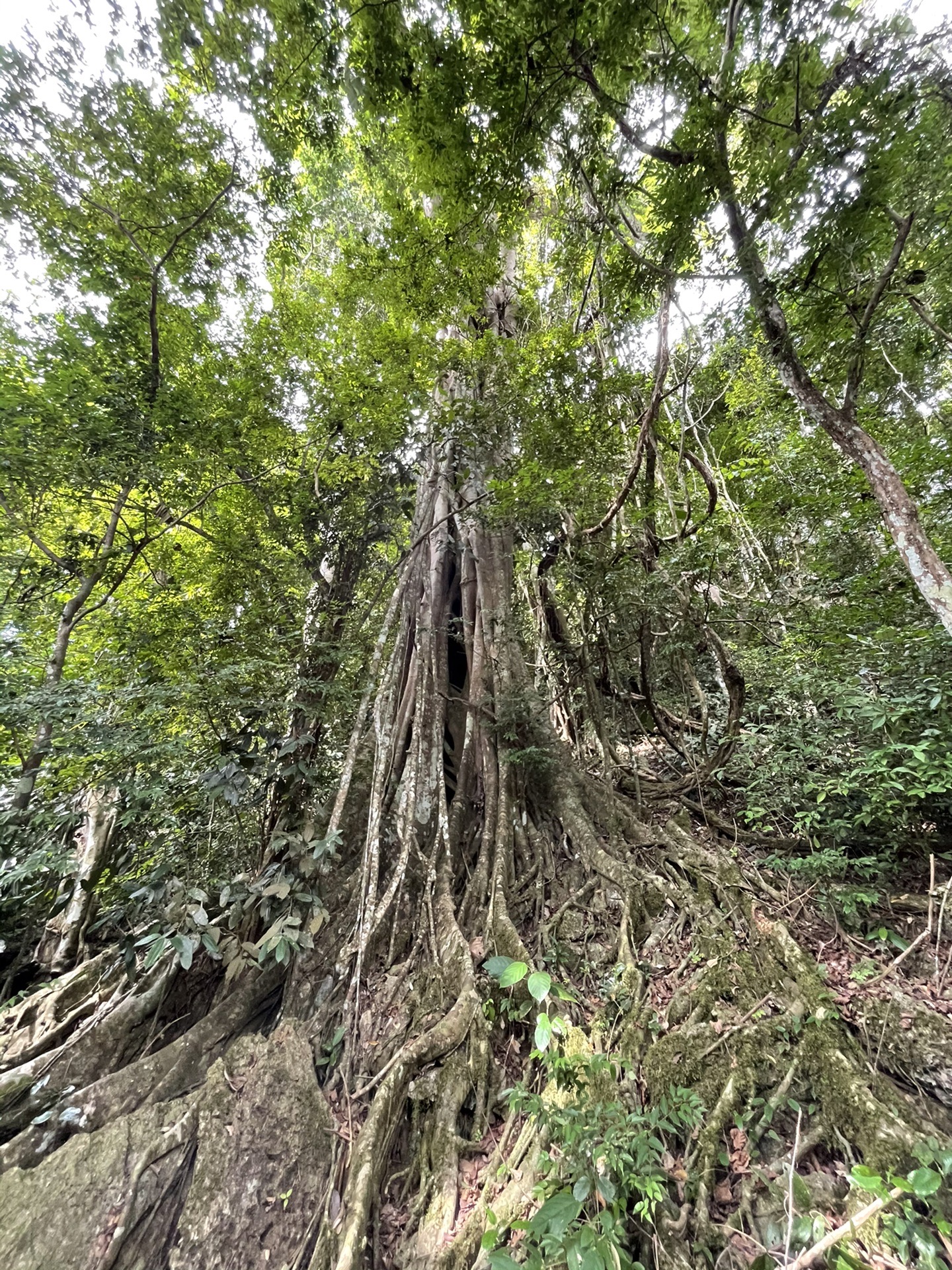 西雙版納自助遊攻略